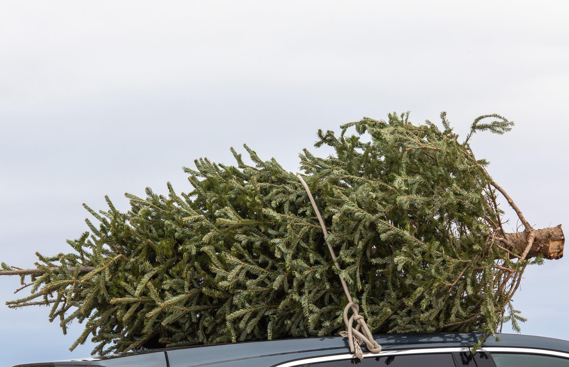 Buy the tree