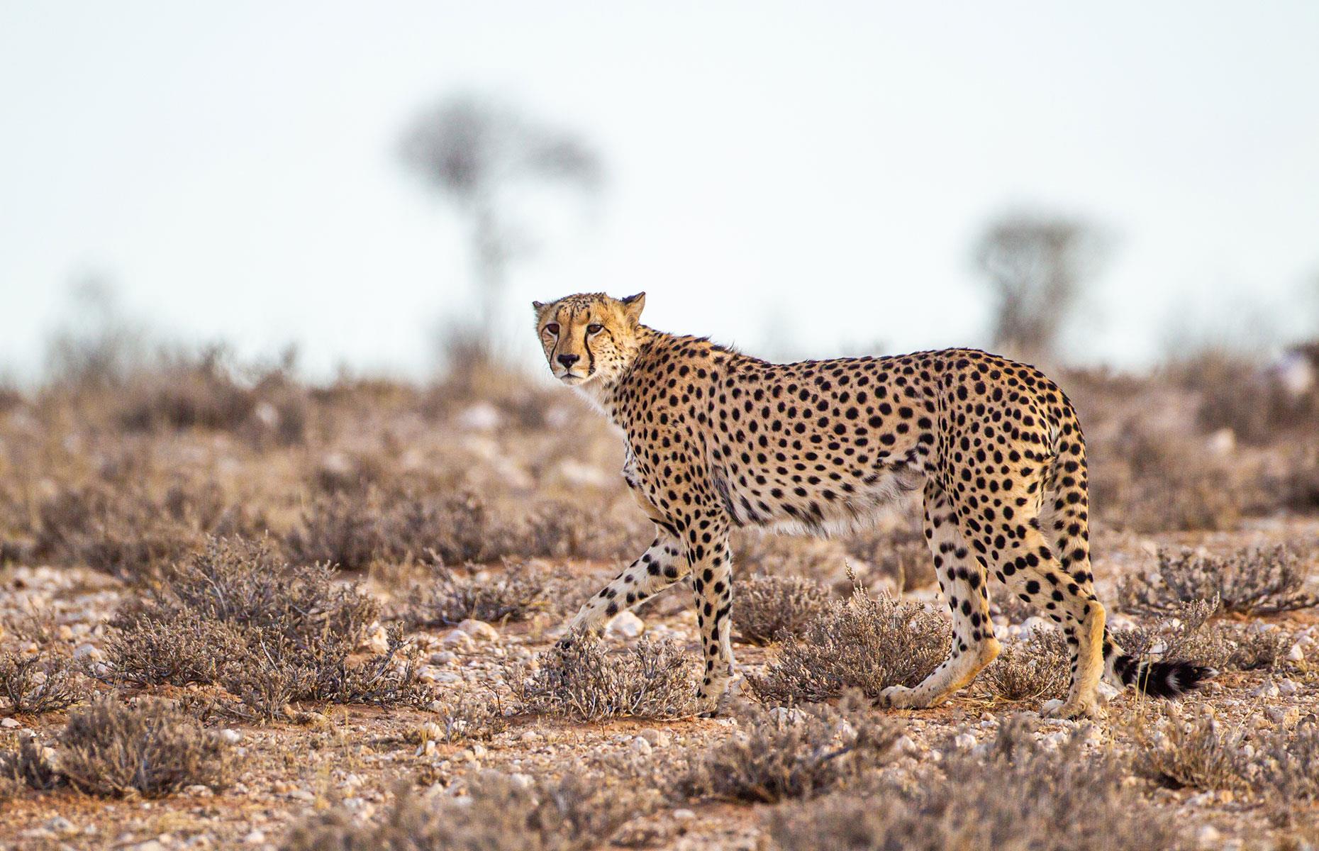 African cheetahs introduced to India