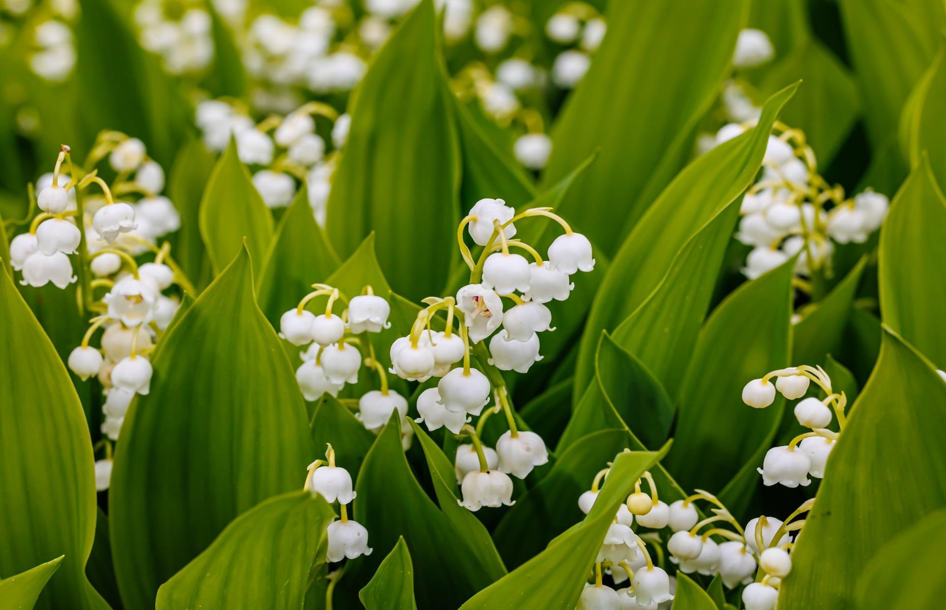 Lily of the valley (Convallaria majalis)