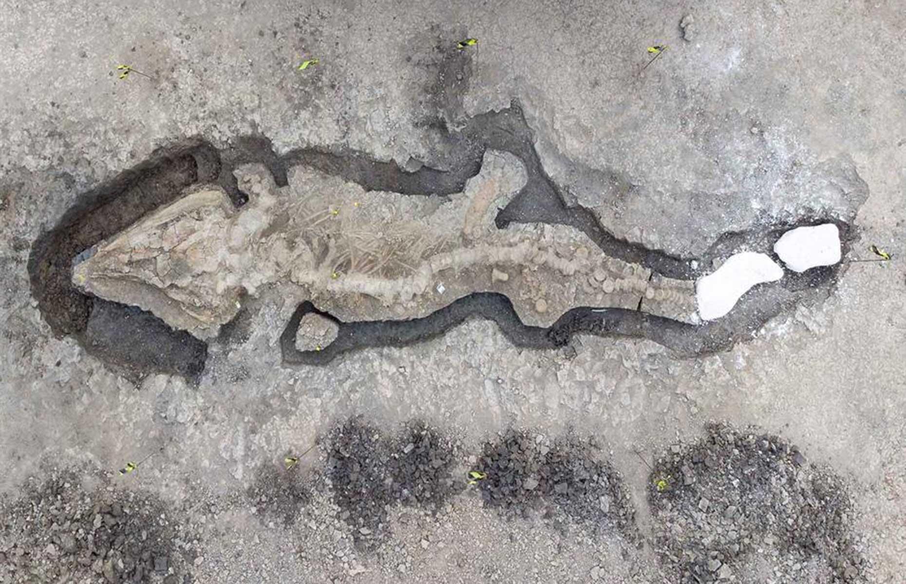Sea dragon fossil, Rutland, England, UK 