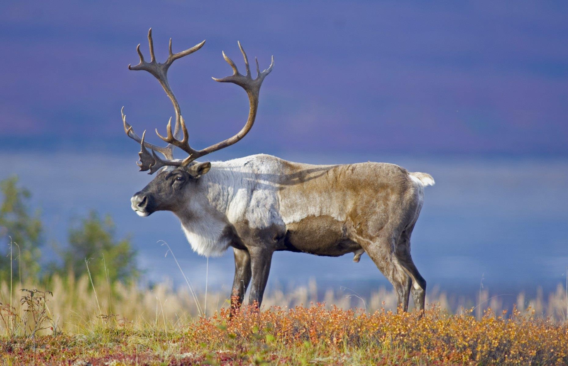 There is an ancient caribou hunting site beneath Lake Huron