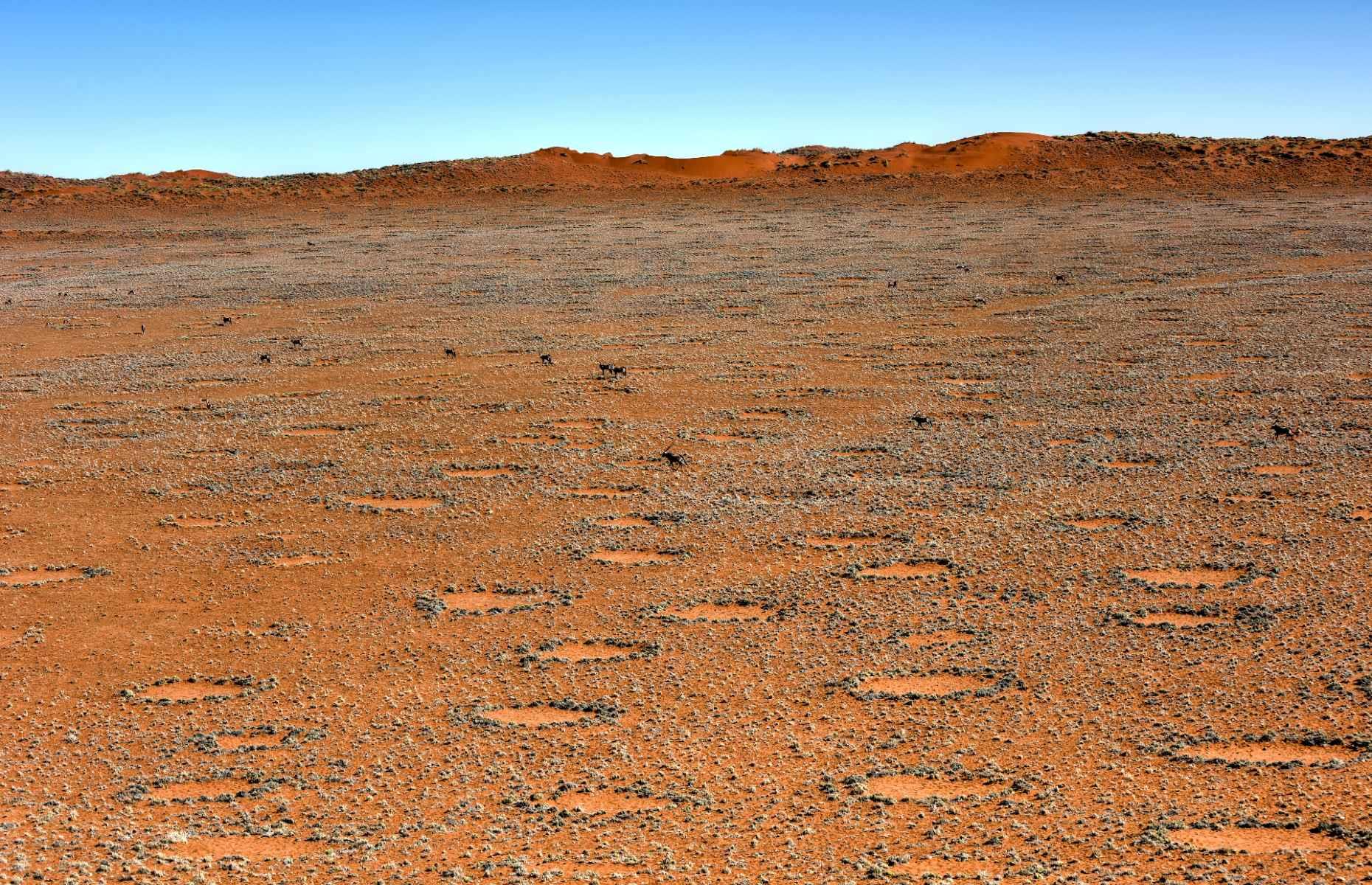 Scientists finally explained Namibia’s Fairy Circles