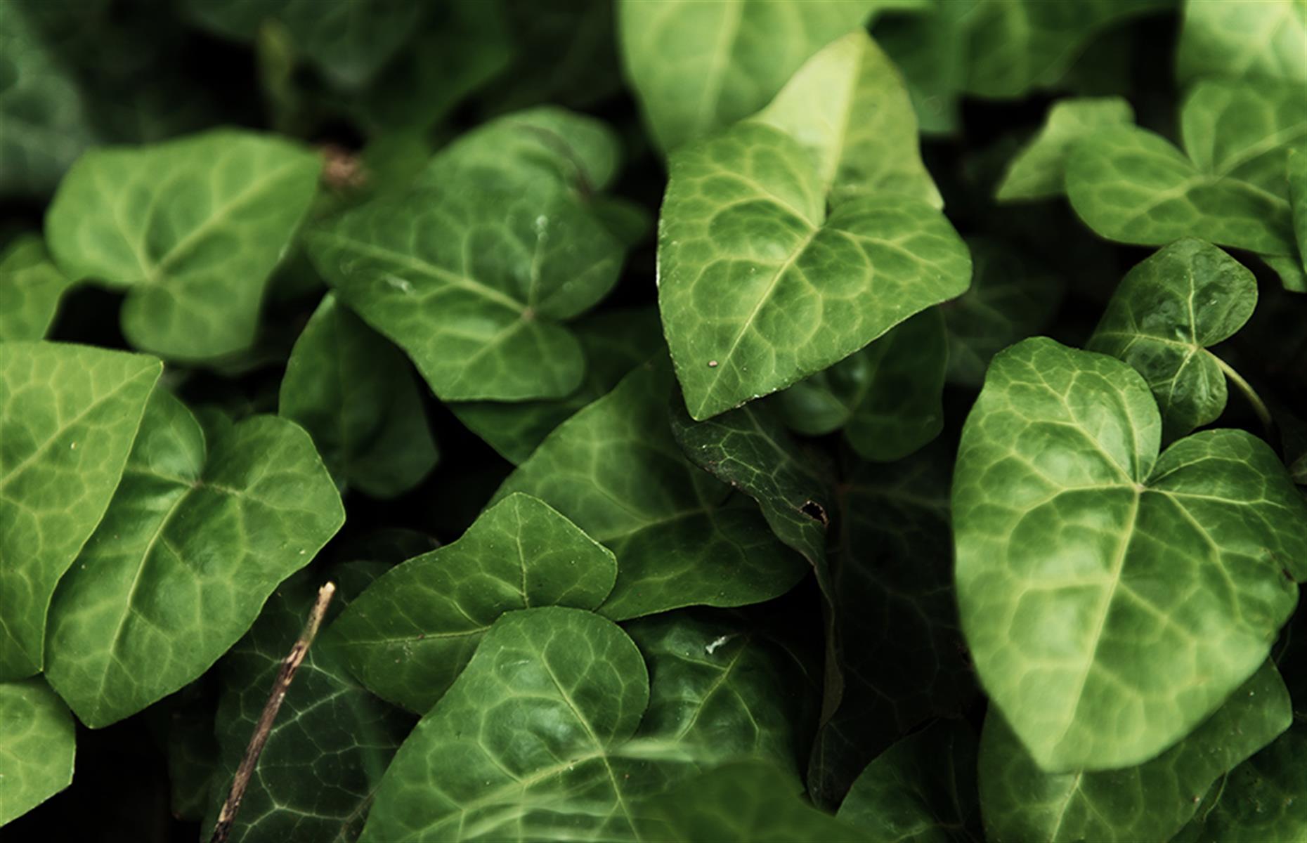 How to identify ivy