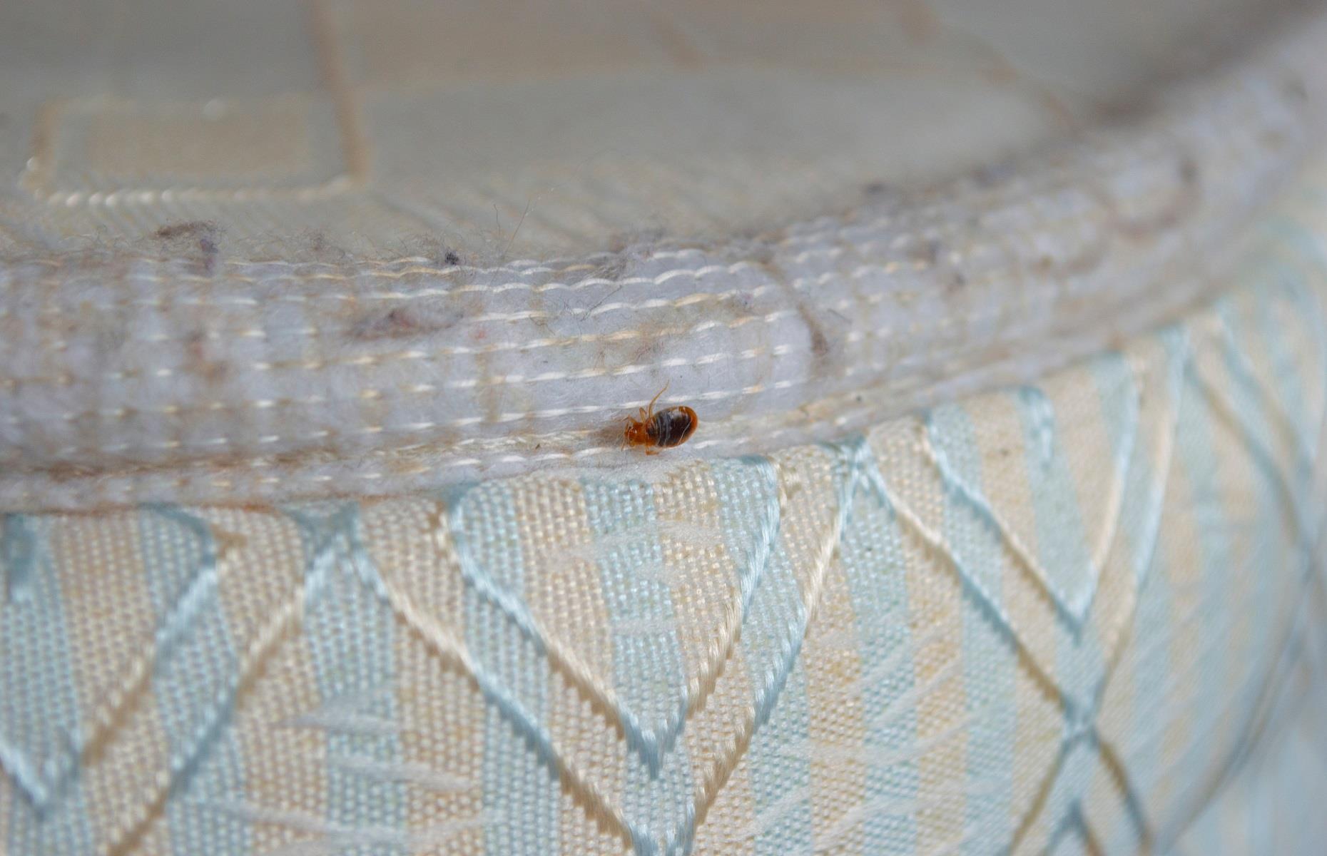 Household pest: bed bugs