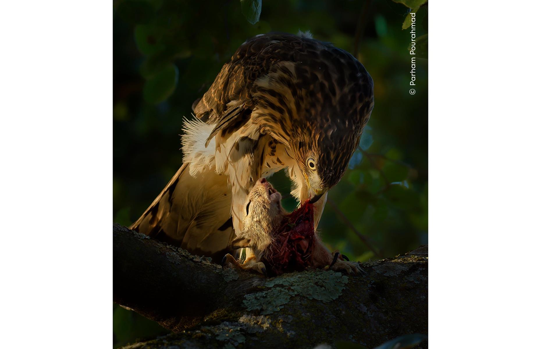 An Evening Meal