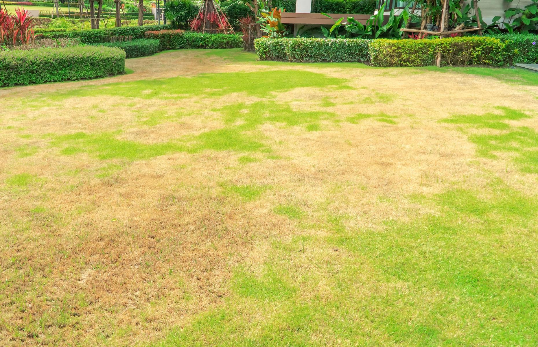 A dead lawn