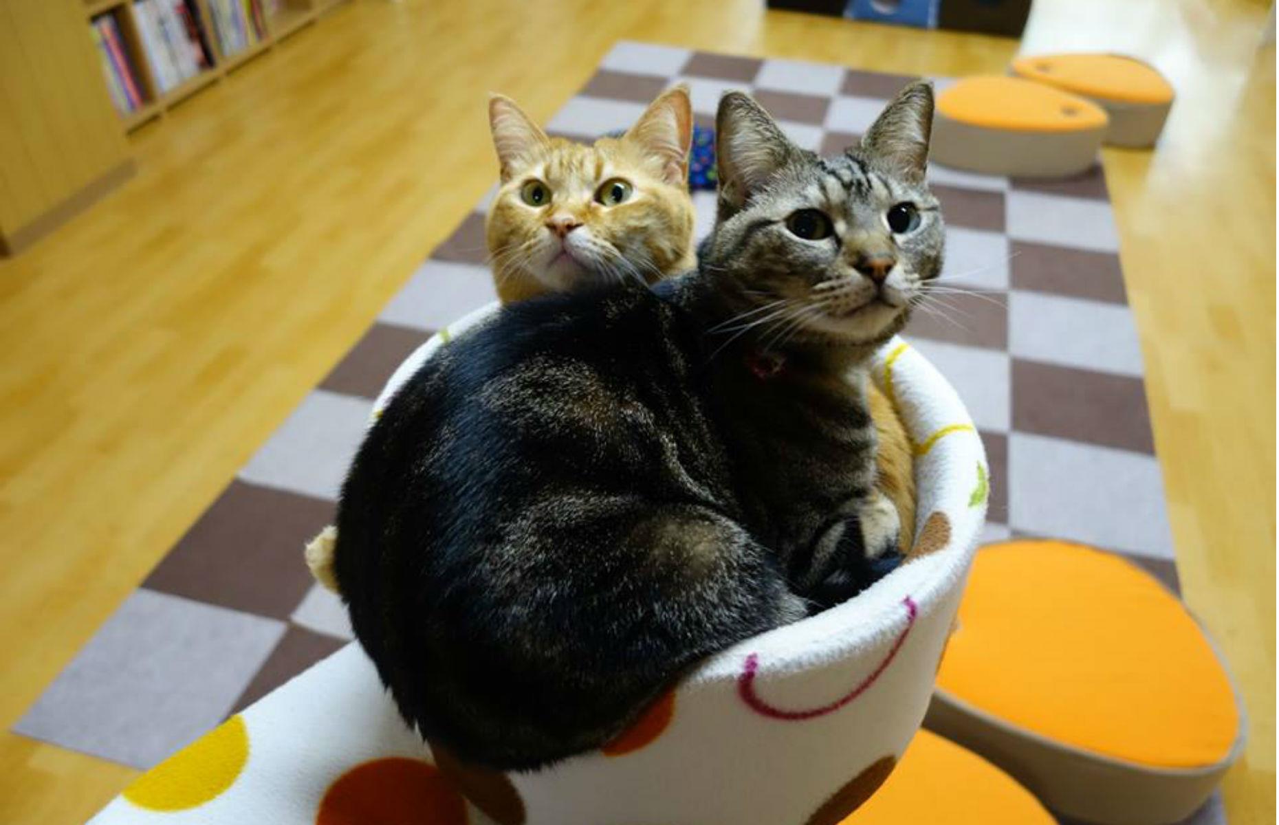 Nekokaigi, Kyoto , Japan