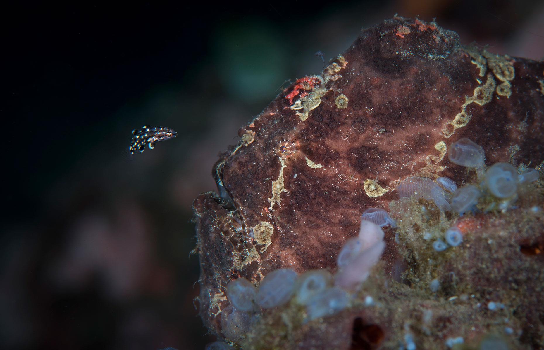 A hogfish meets its maker, the Philippines