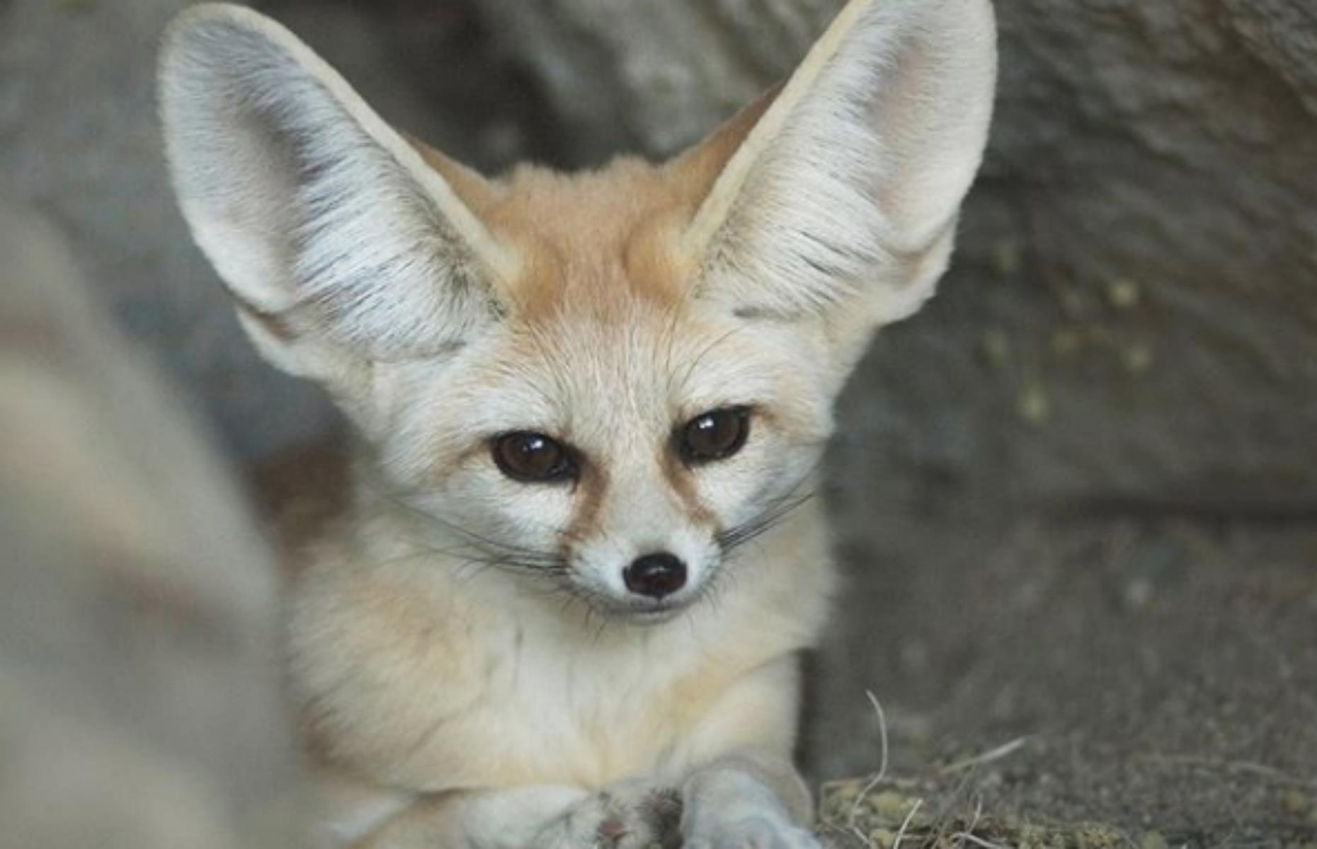 Living Desert Zoo, Palm Desert, California