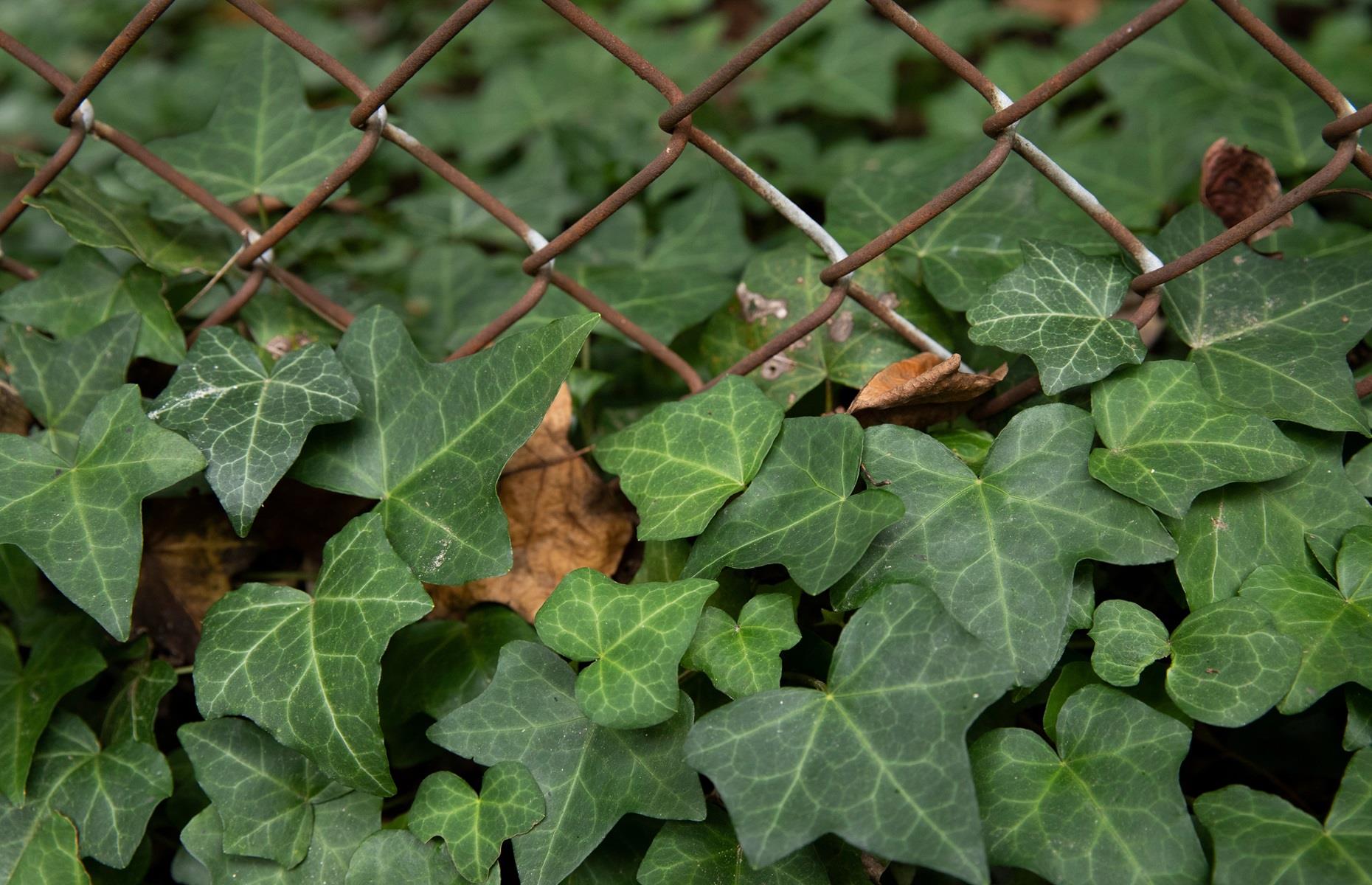 What problems can ivy cause?