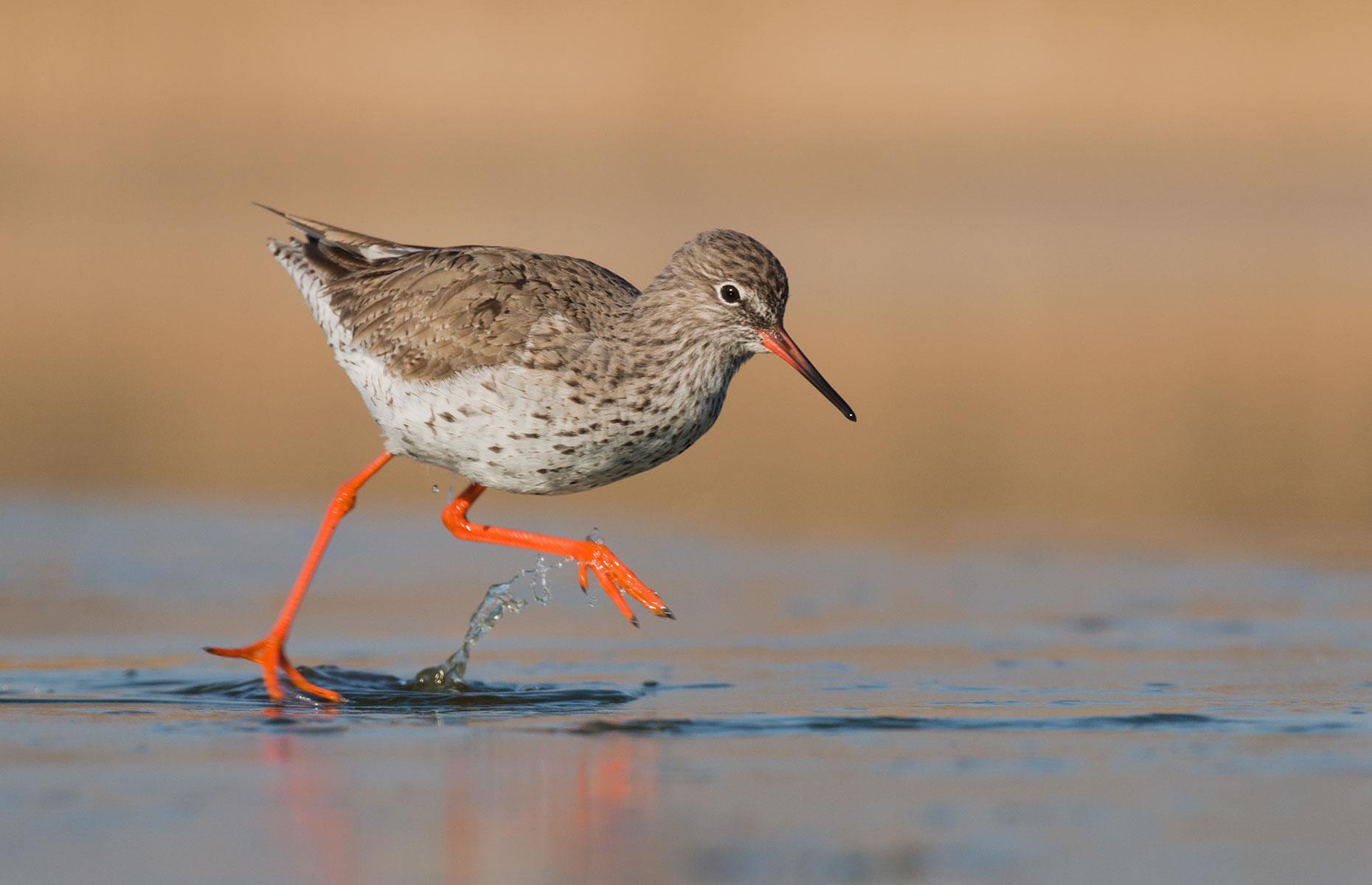 Bumper breeding year for rare redshanks