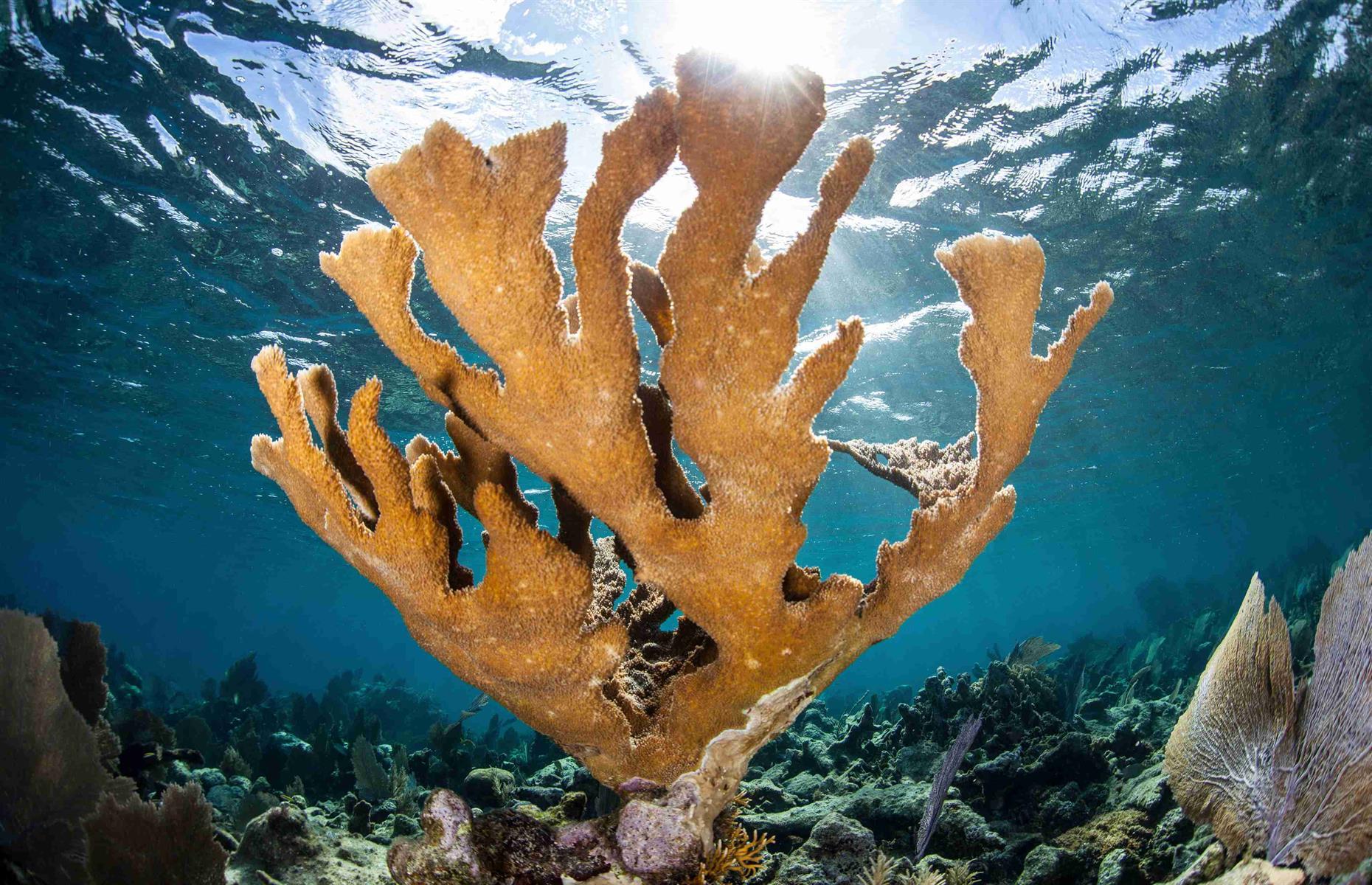 Coral reefs bouncing back