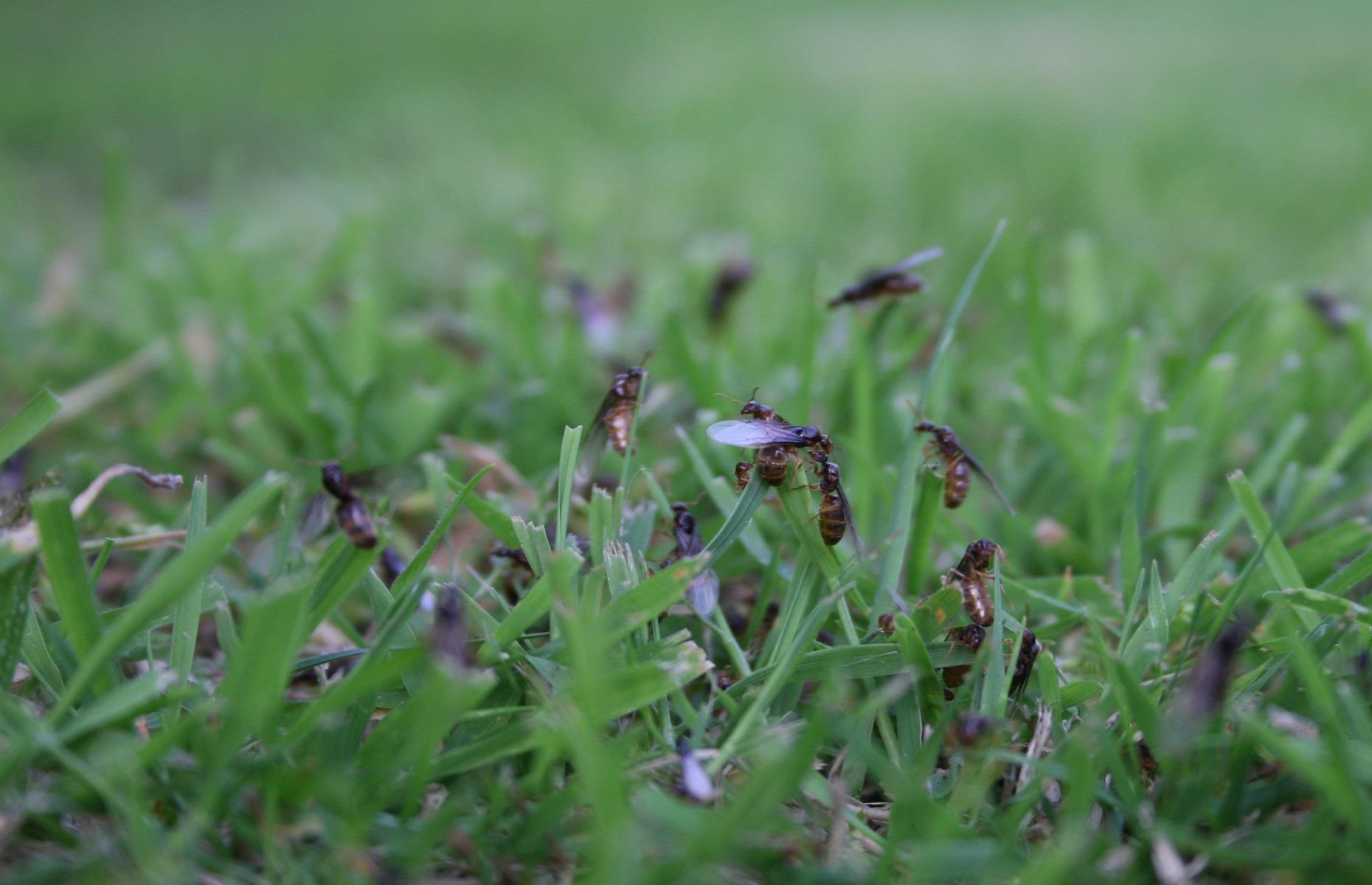 Flying ants: treatment