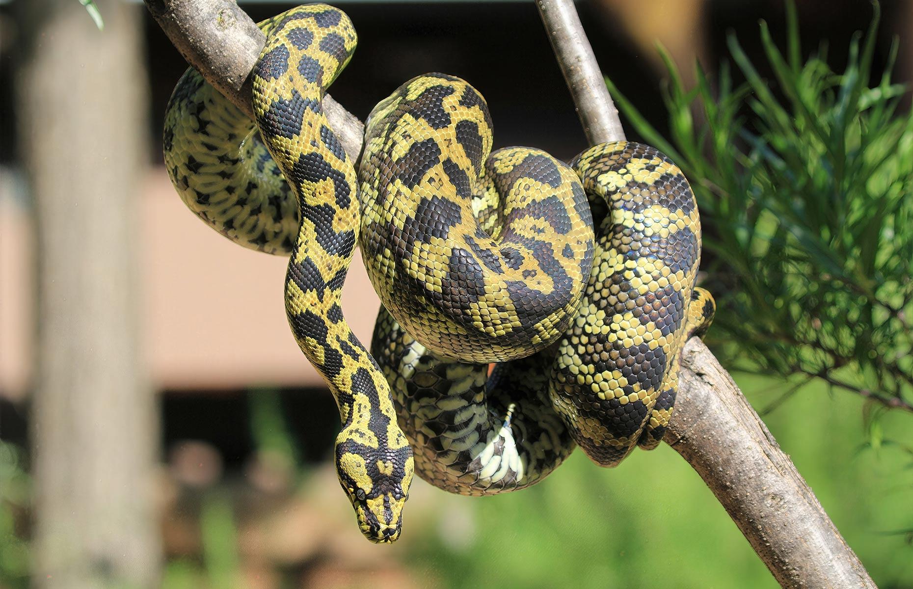 How to get rid of snakes legally