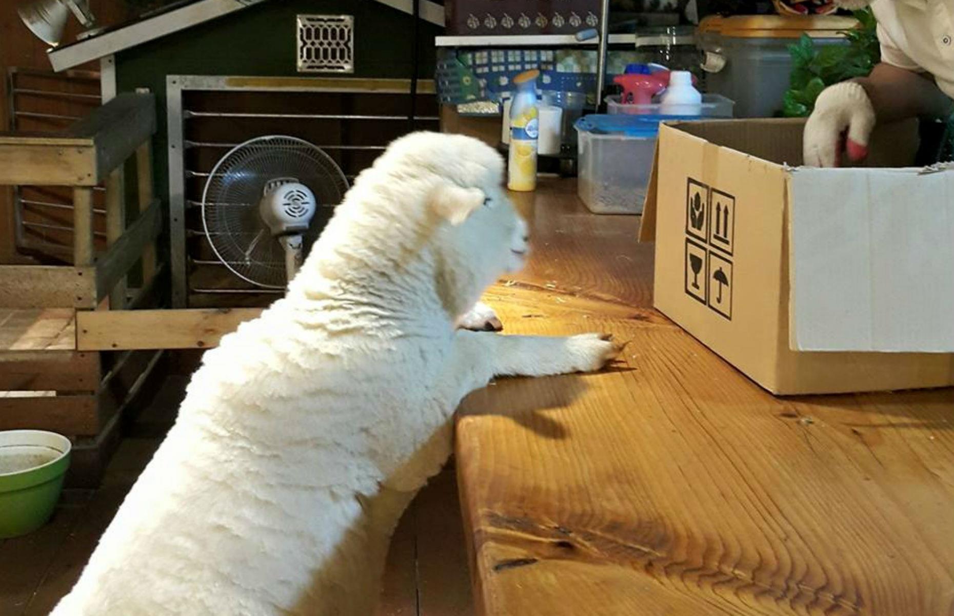 Thanks Nature Cafe, Seoul, South Korea