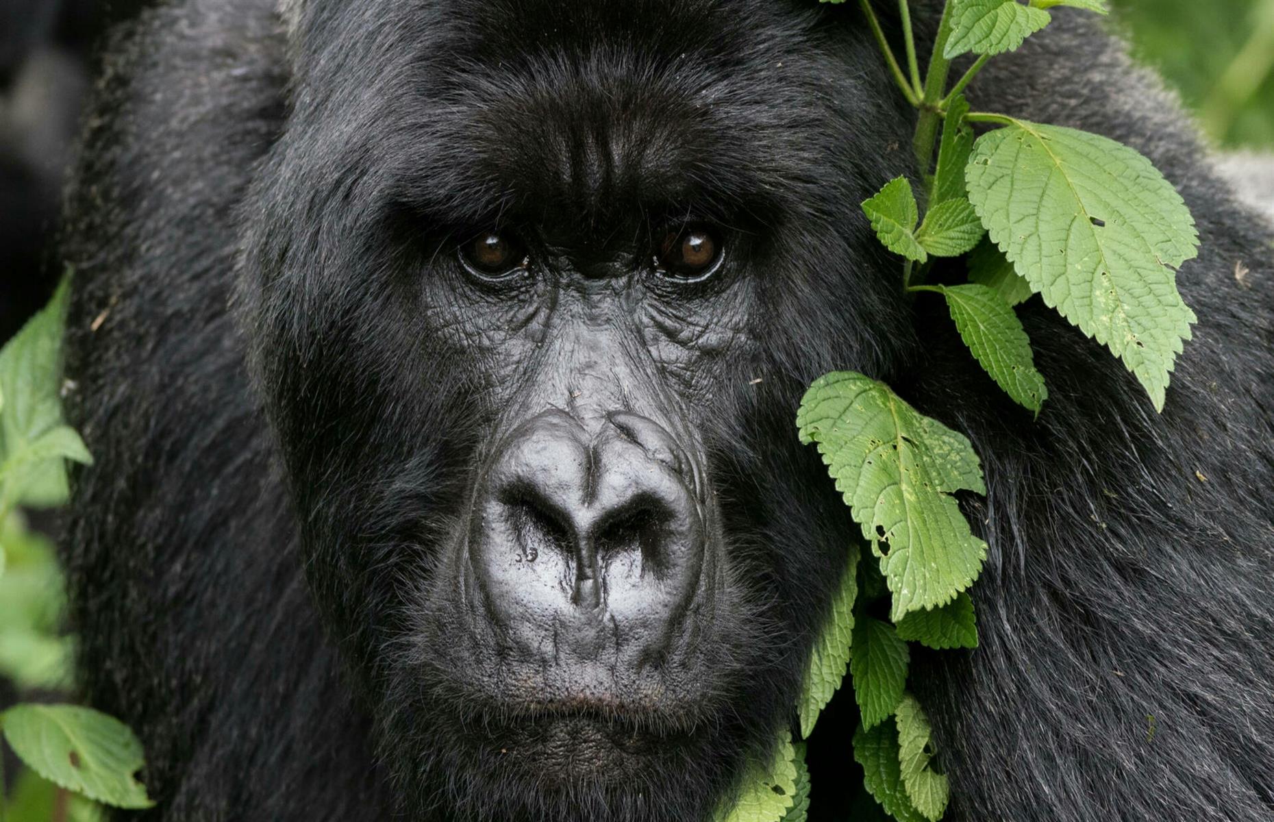 Gorillas can catch colds