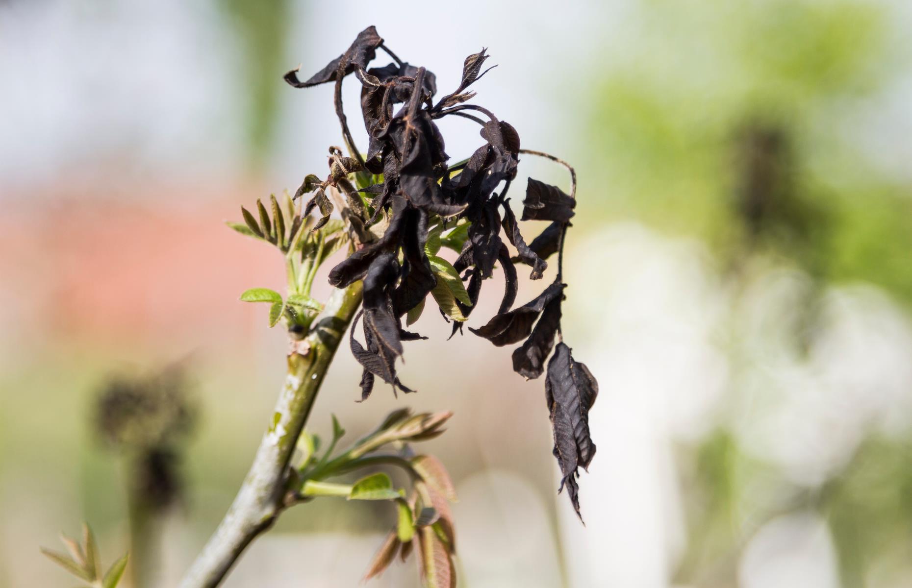 Frost damage: symptoms