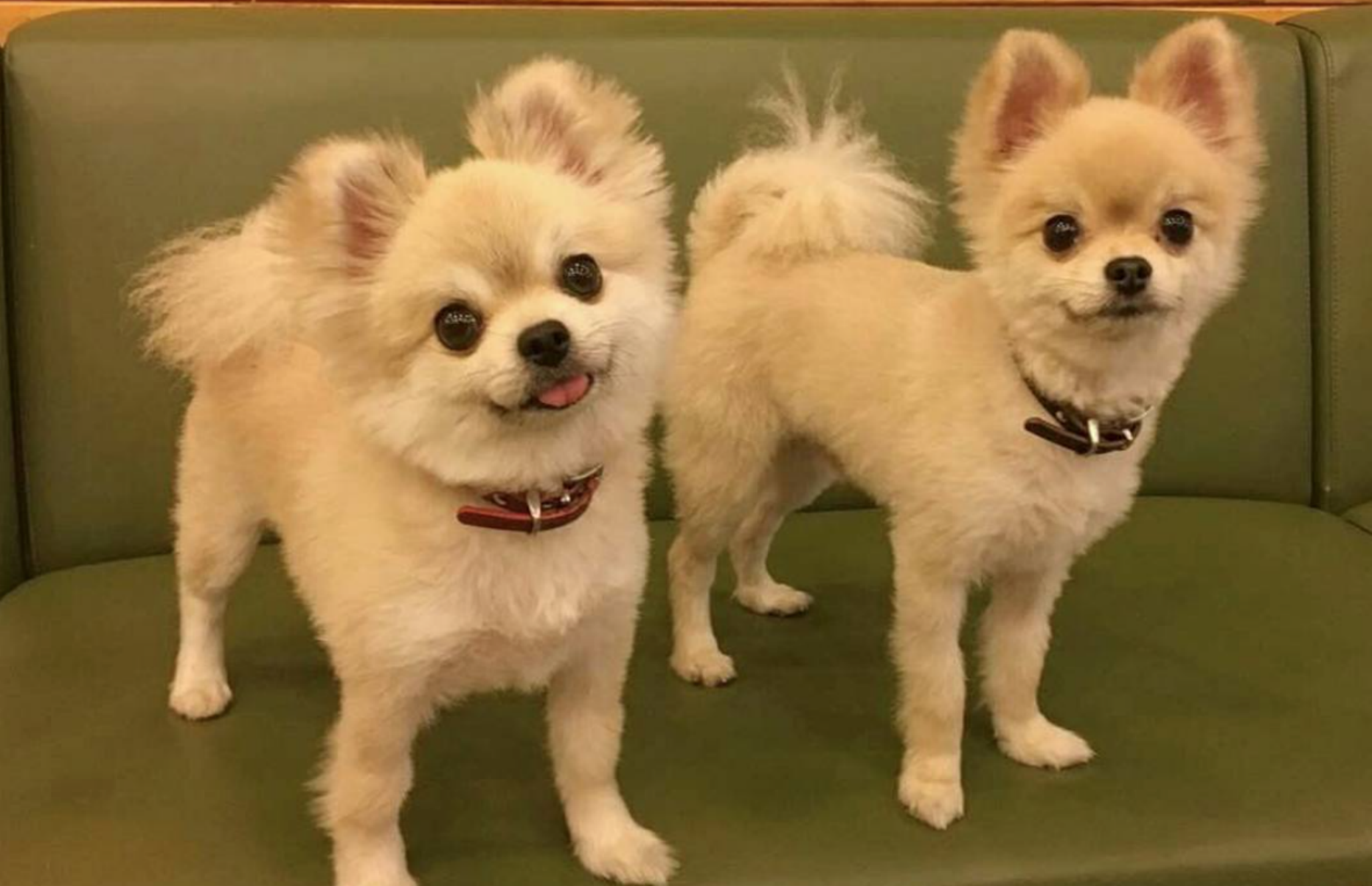 chihuahua teddy bear cut