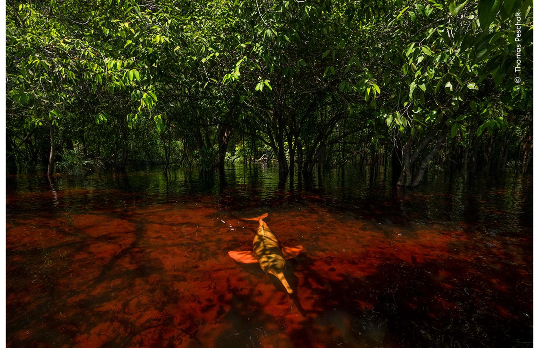 Dolphins of the Forest