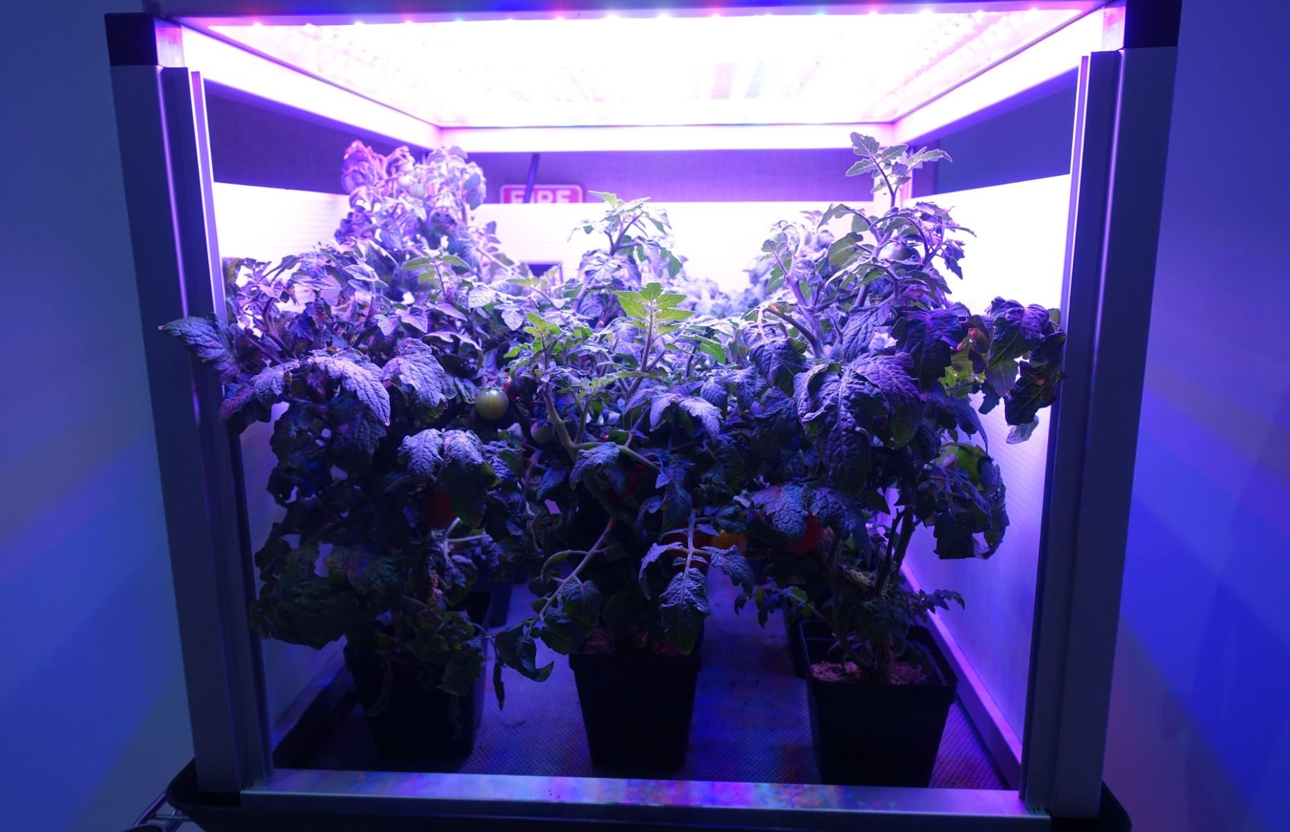 Space-grown tomatoes