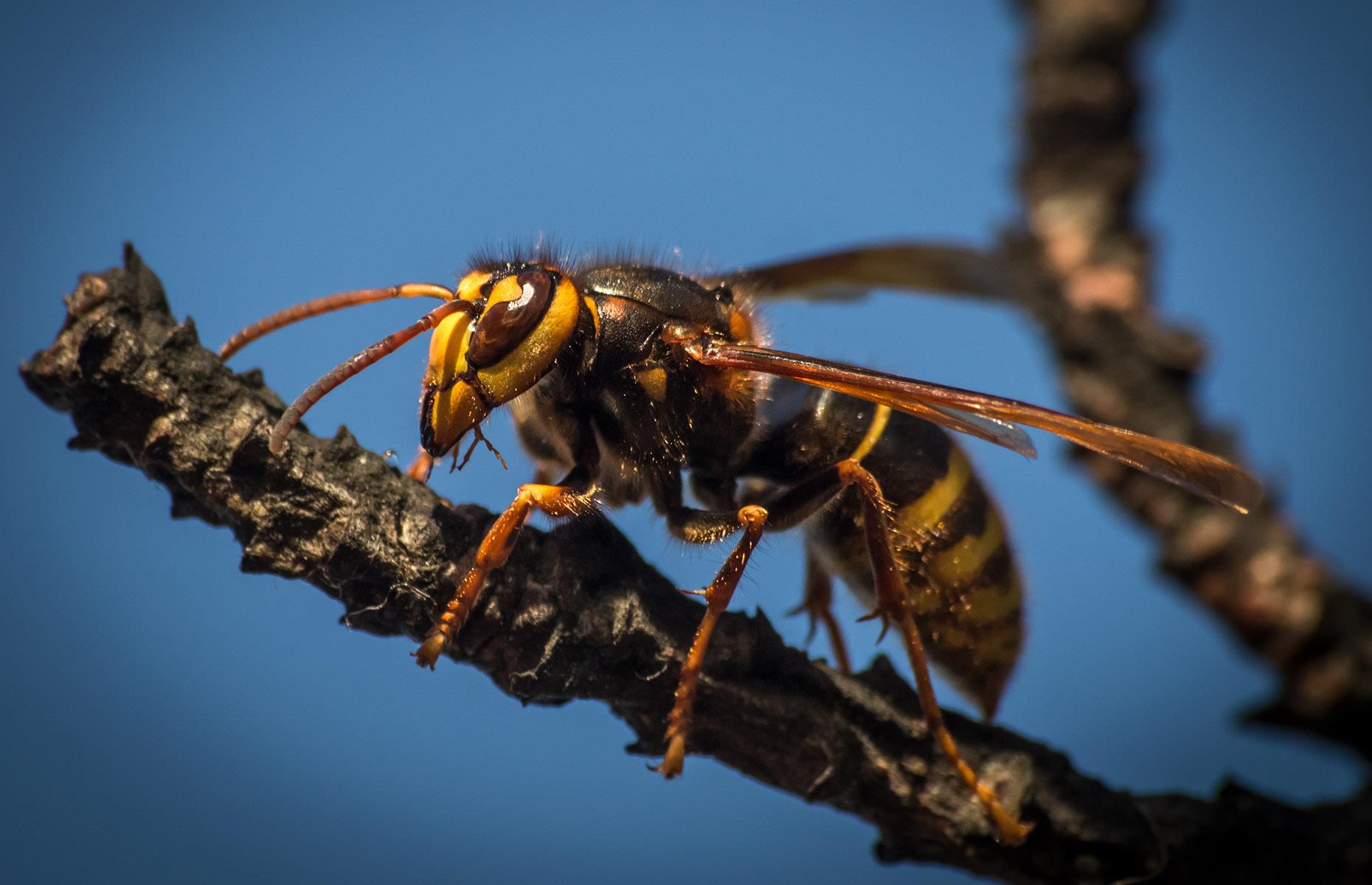 Household pest: Asian giant hornets