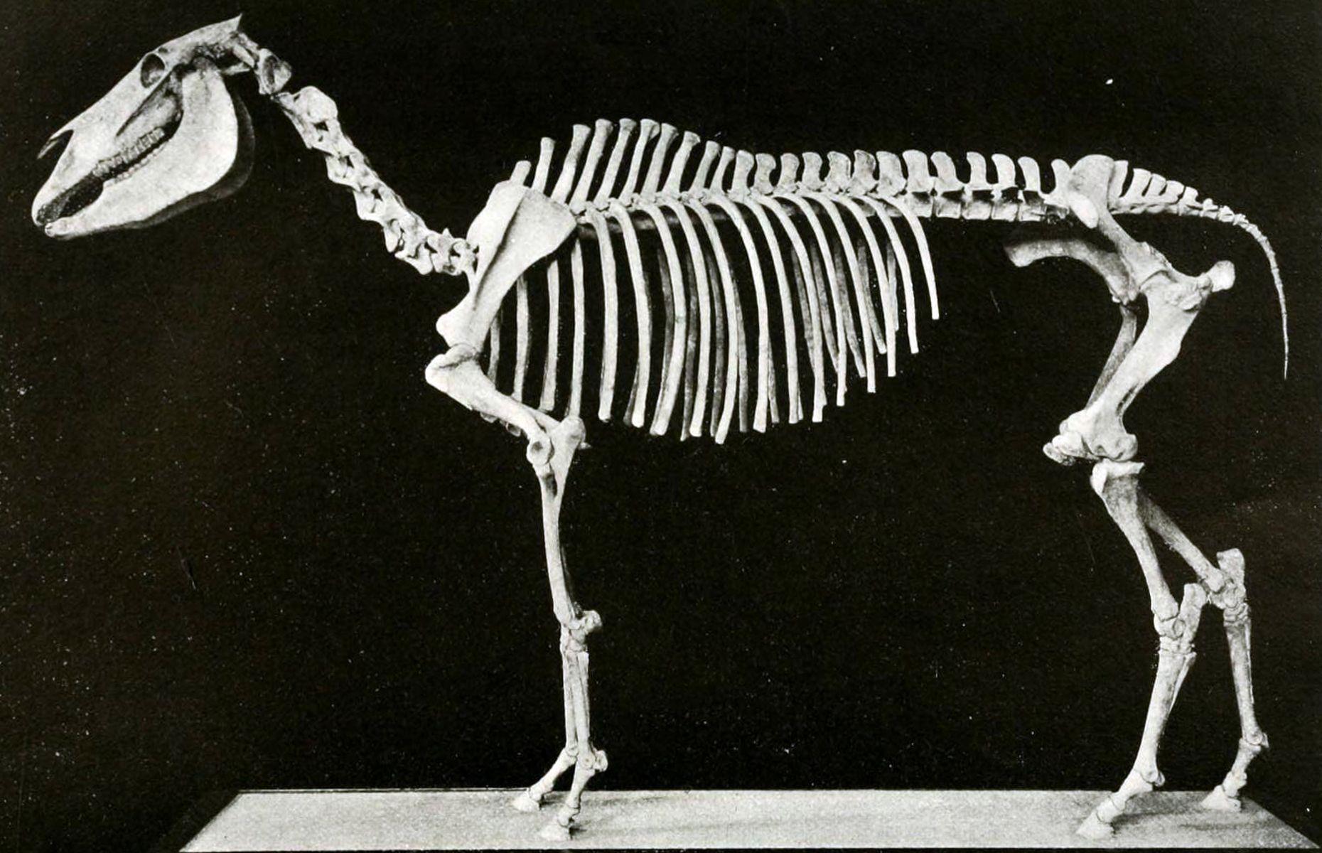Ancient horse