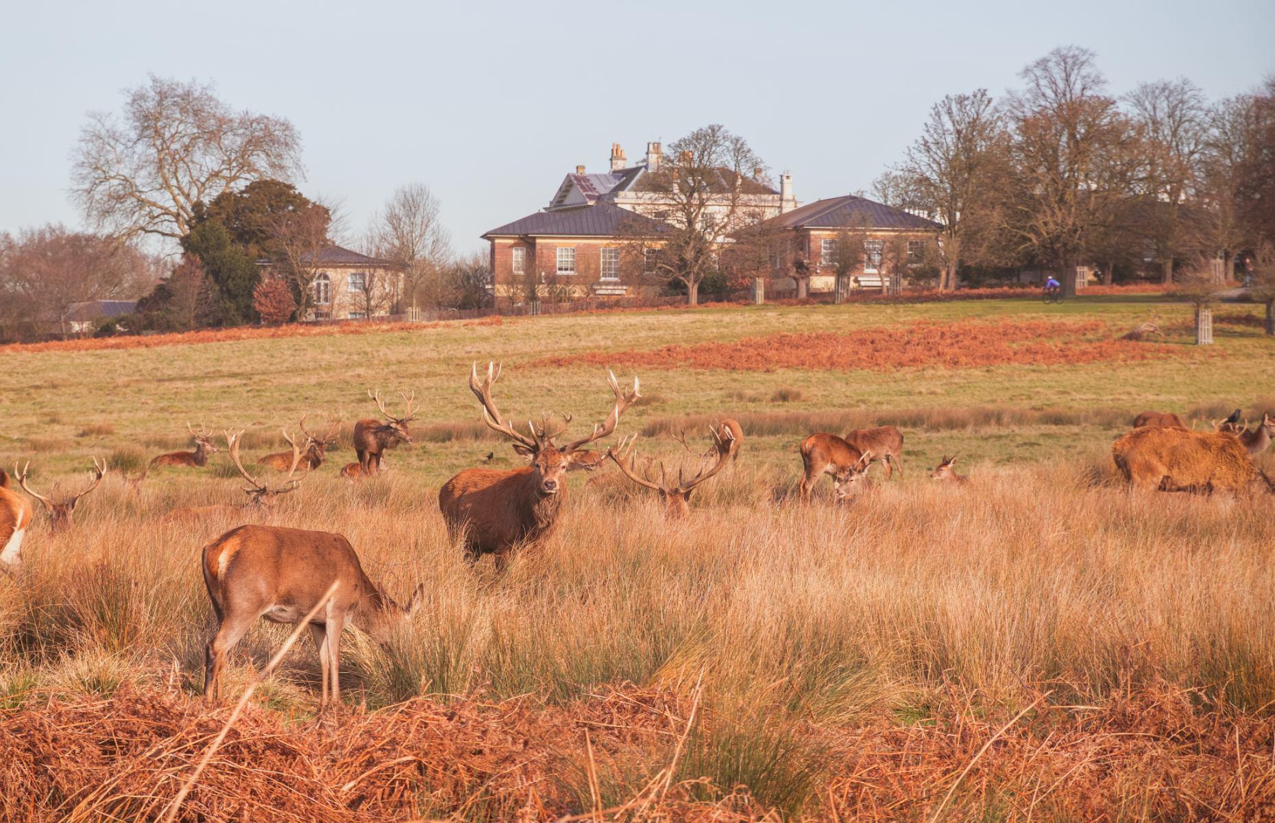 November: Richmond Park, Surrey 