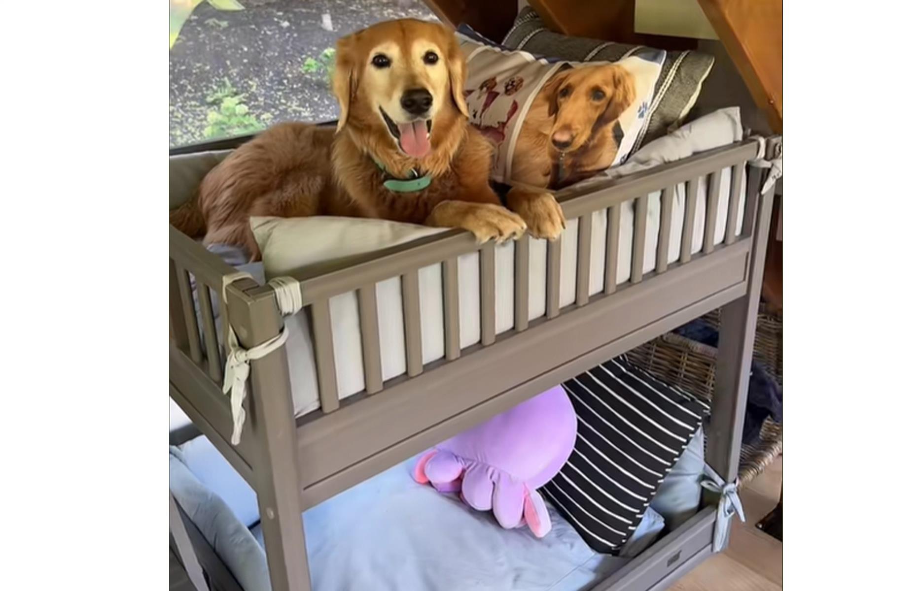 In the ultimate dog house