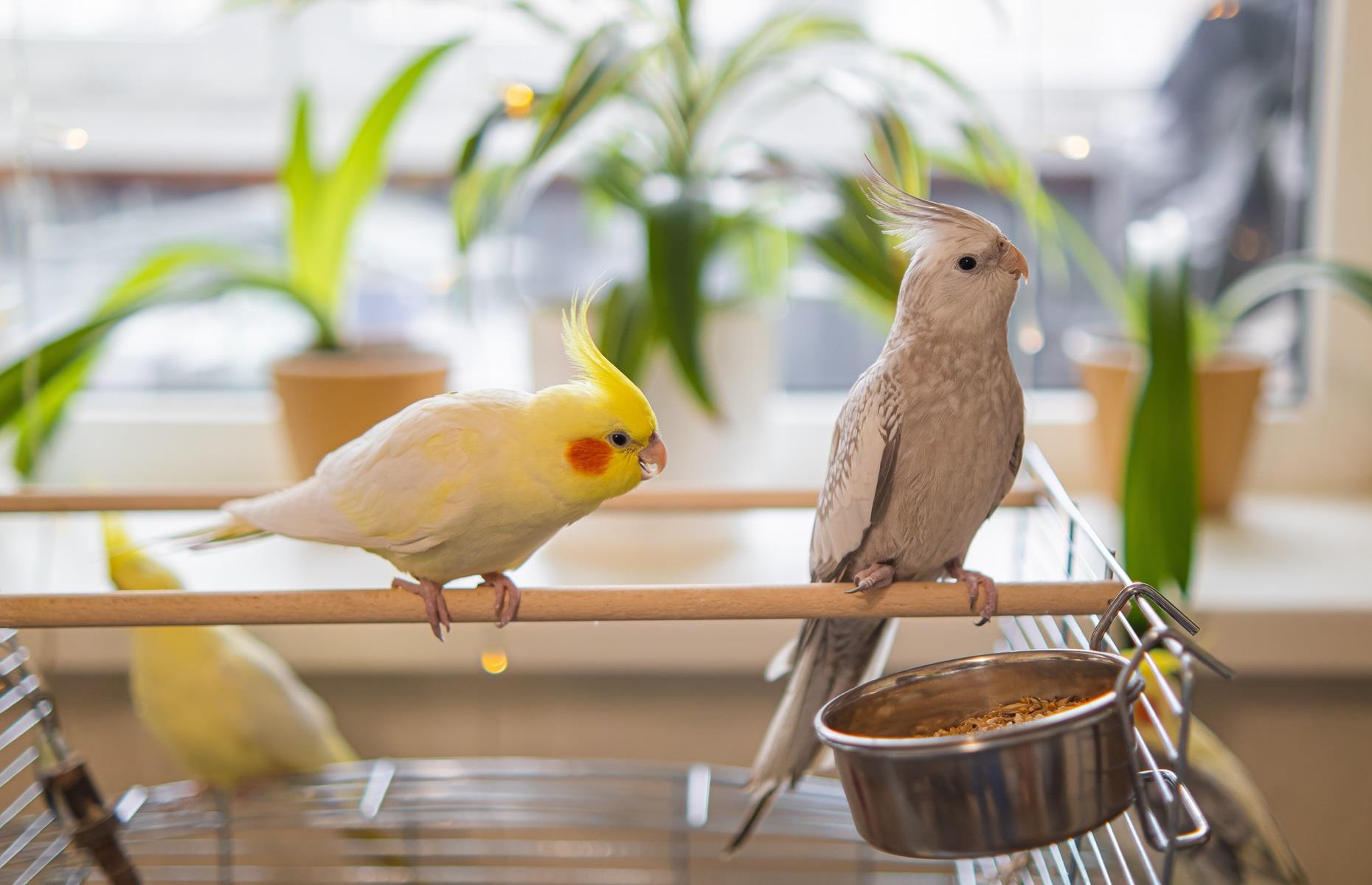 Consejos específicos para las aves