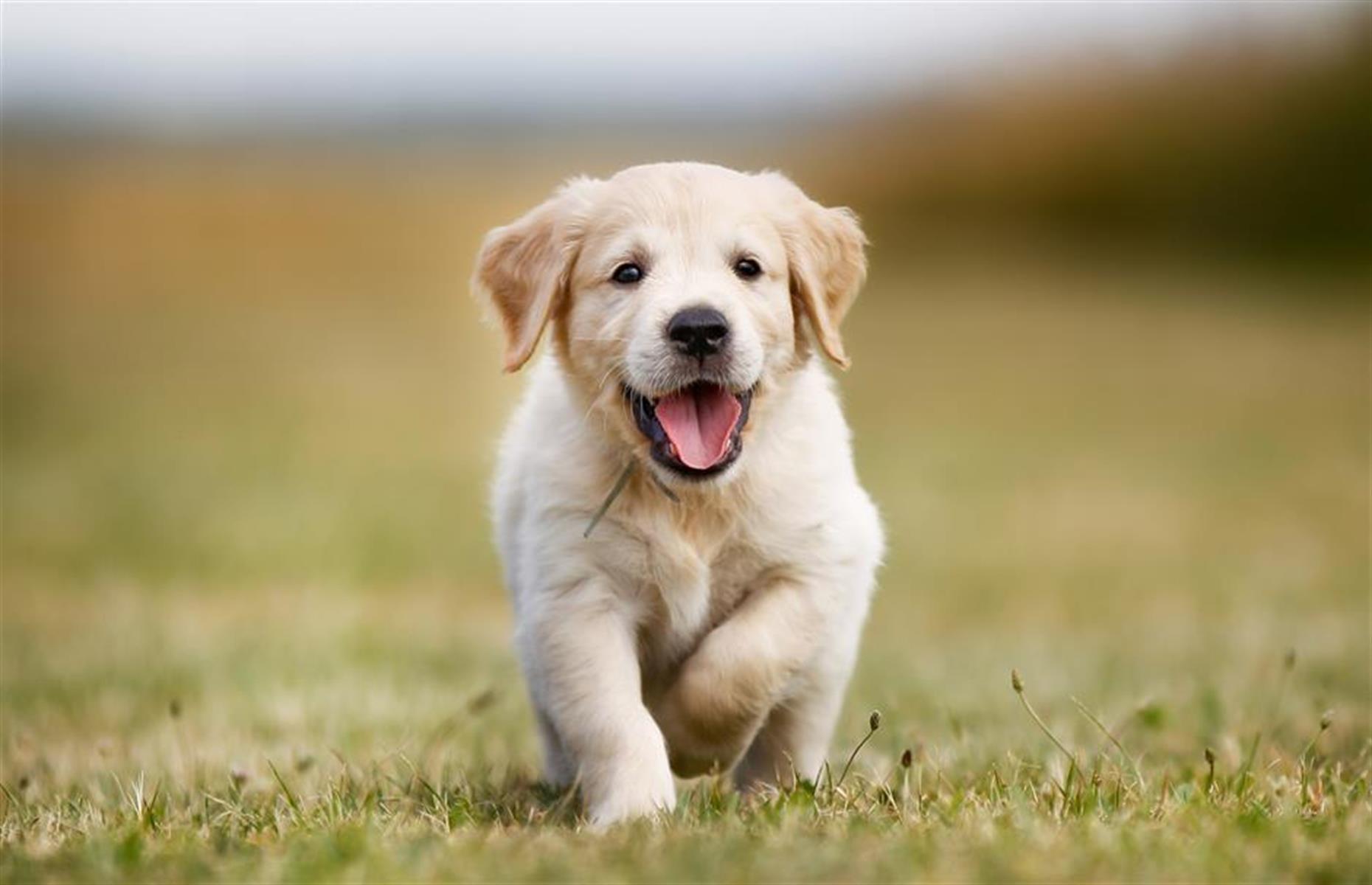 Animales con un precio desorbitado