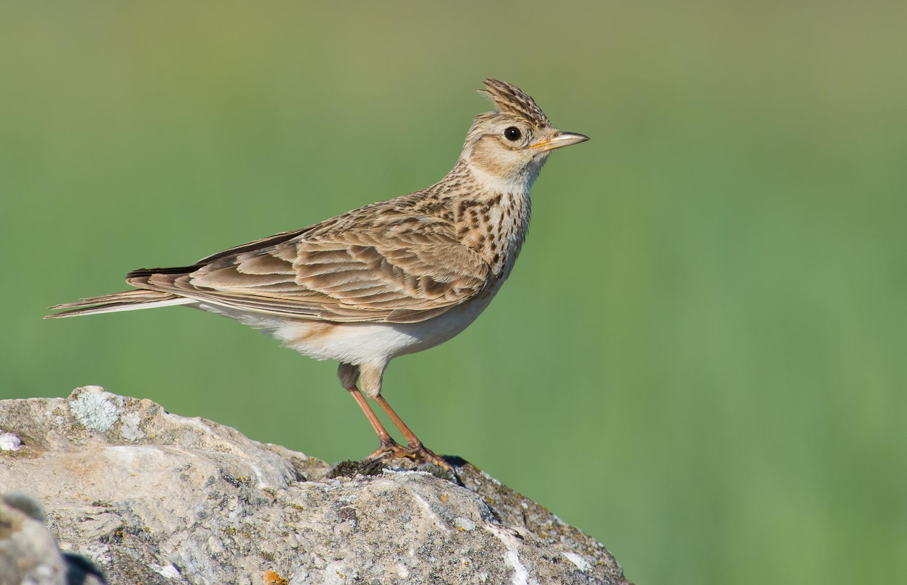 An excellent year for wildlife in the UK