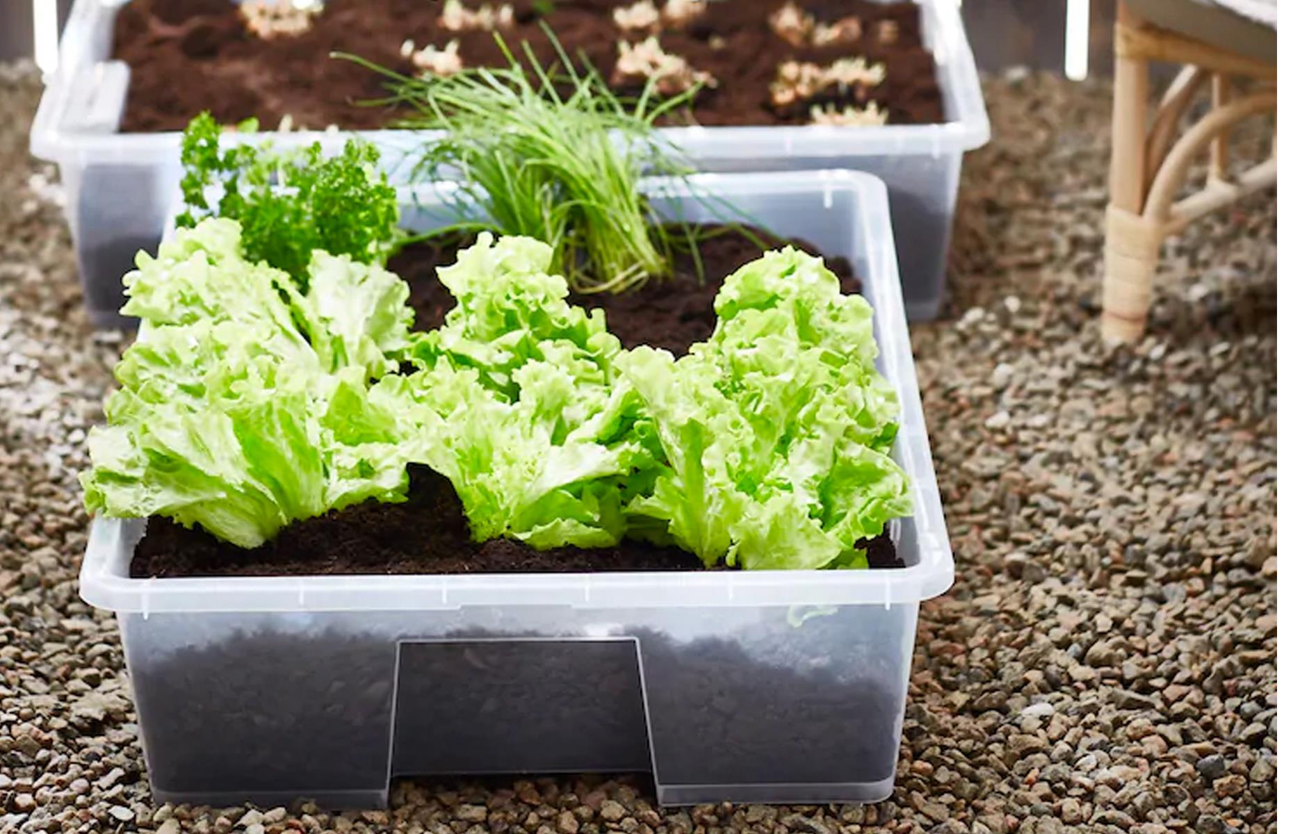 Grow in storage tubs