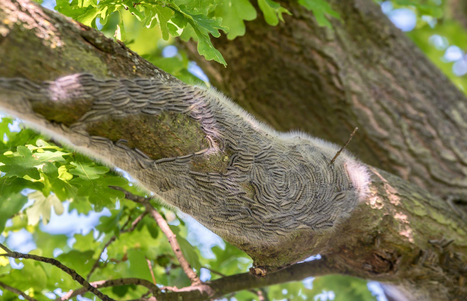 15. Oak processionary caterpillar