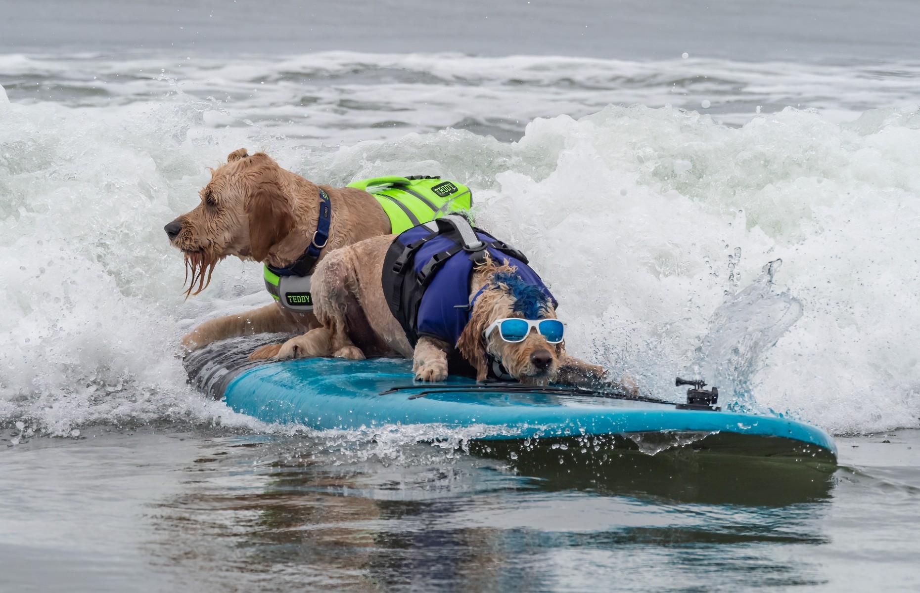 Surf's pup