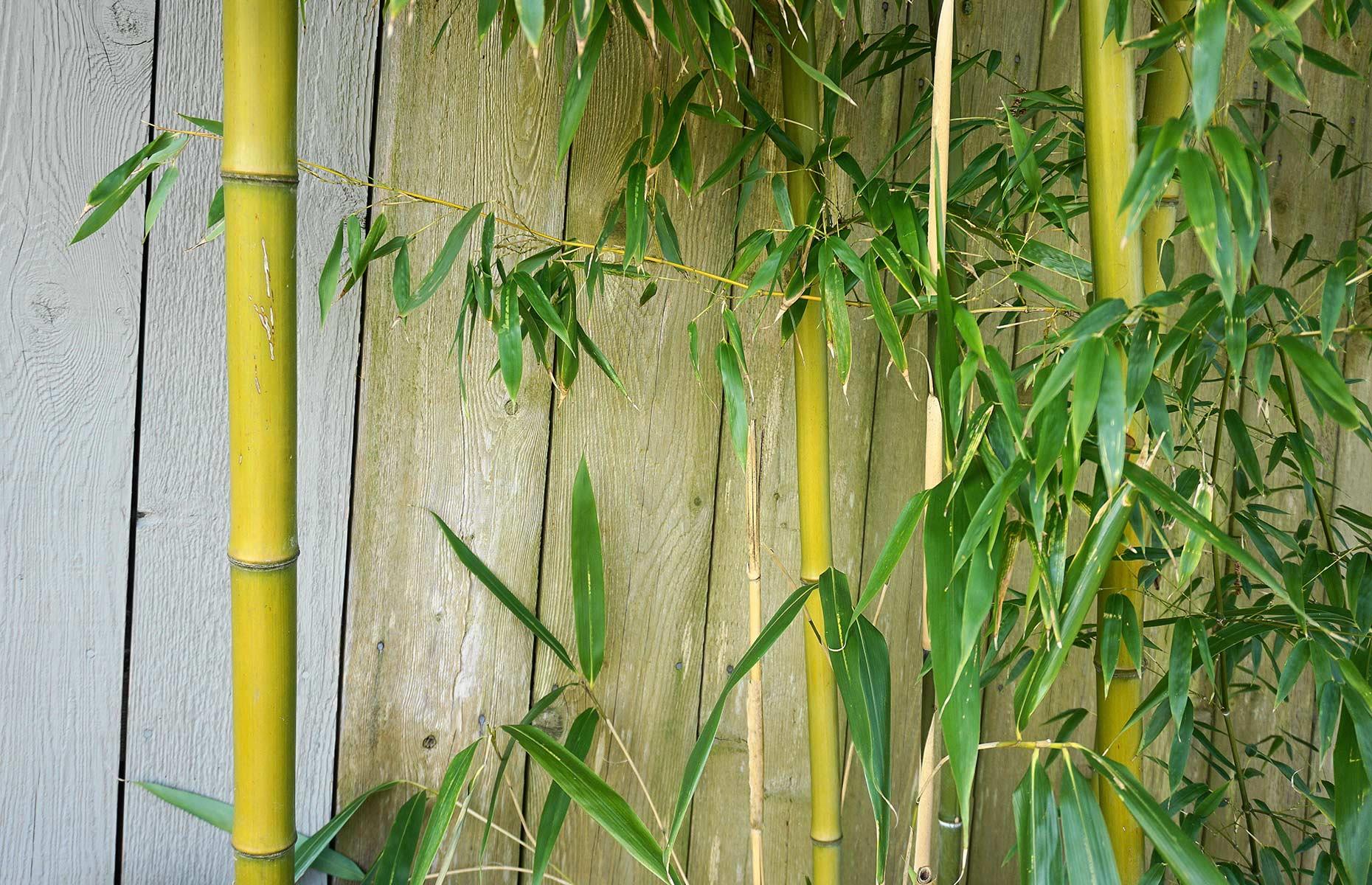 How to stop bamboo causing harm