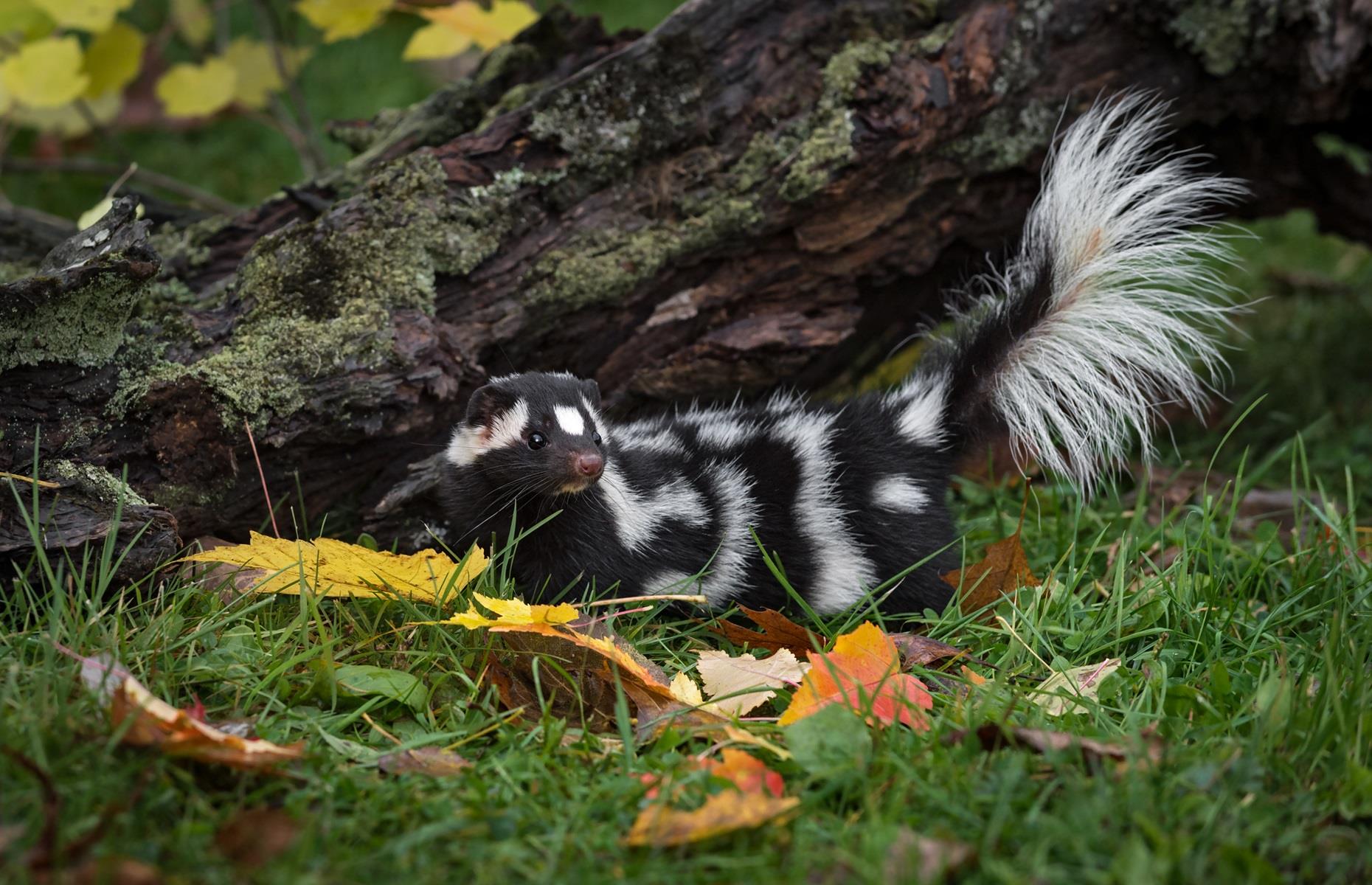 How to get rid of skunks legally
