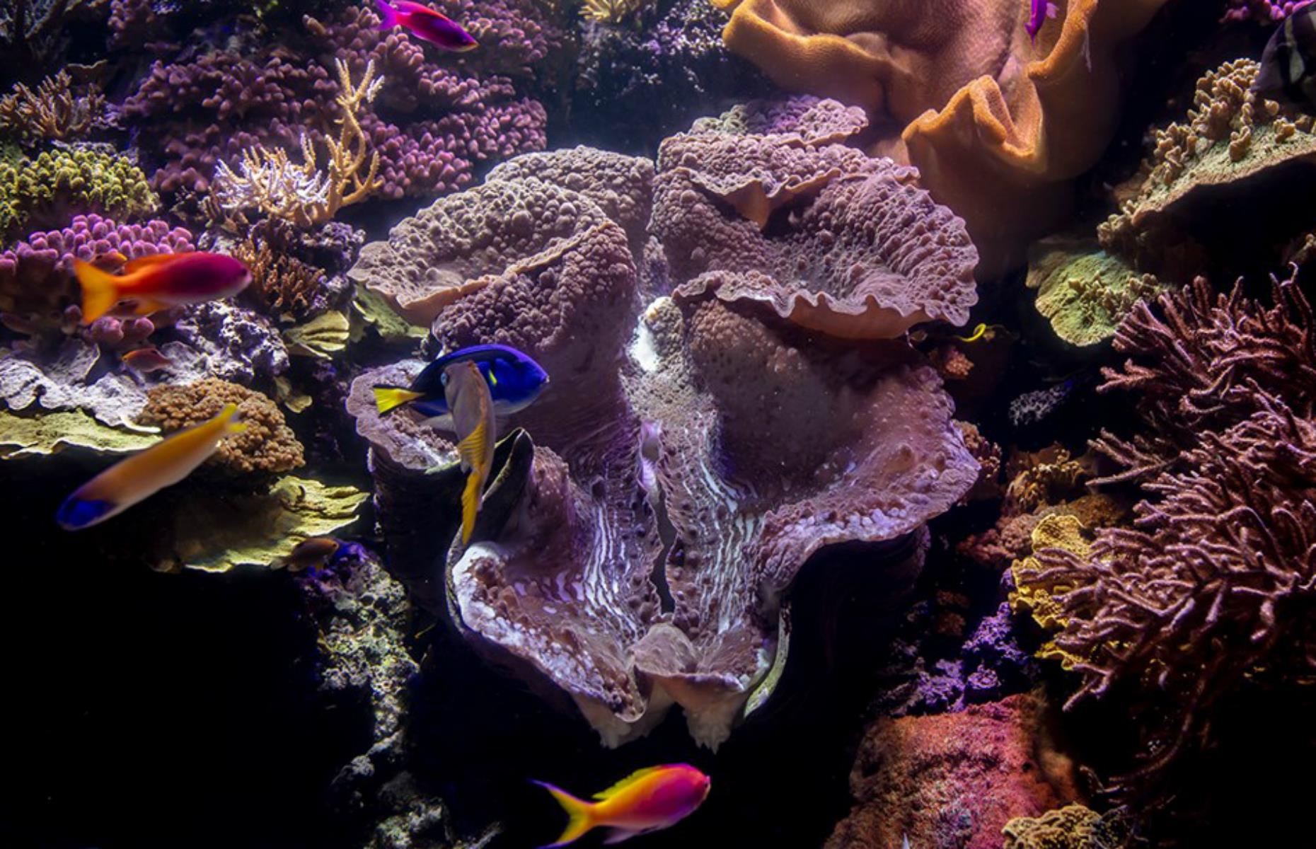 Shedd Aquarium, Chicago, Illinois