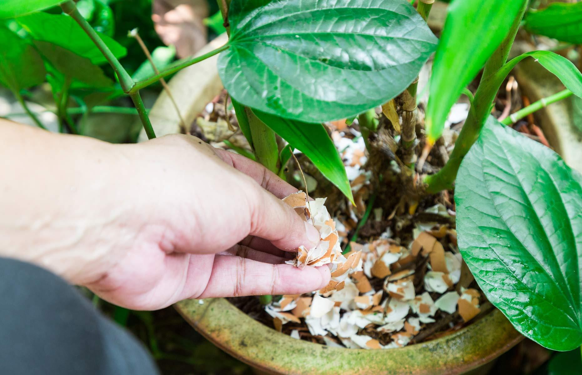 Slugs and snails: treatment