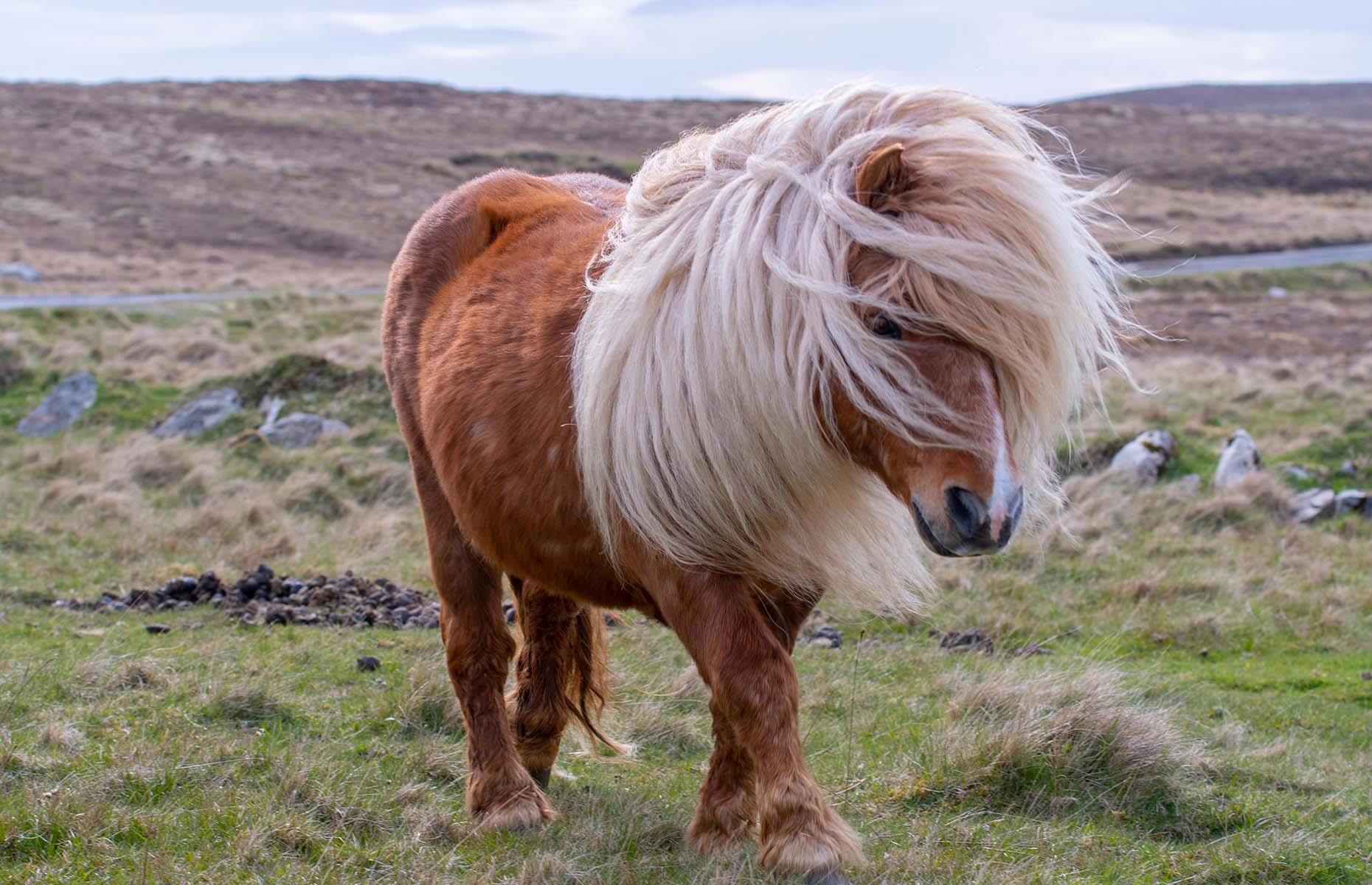 Shetland Islands, Scotland, UK