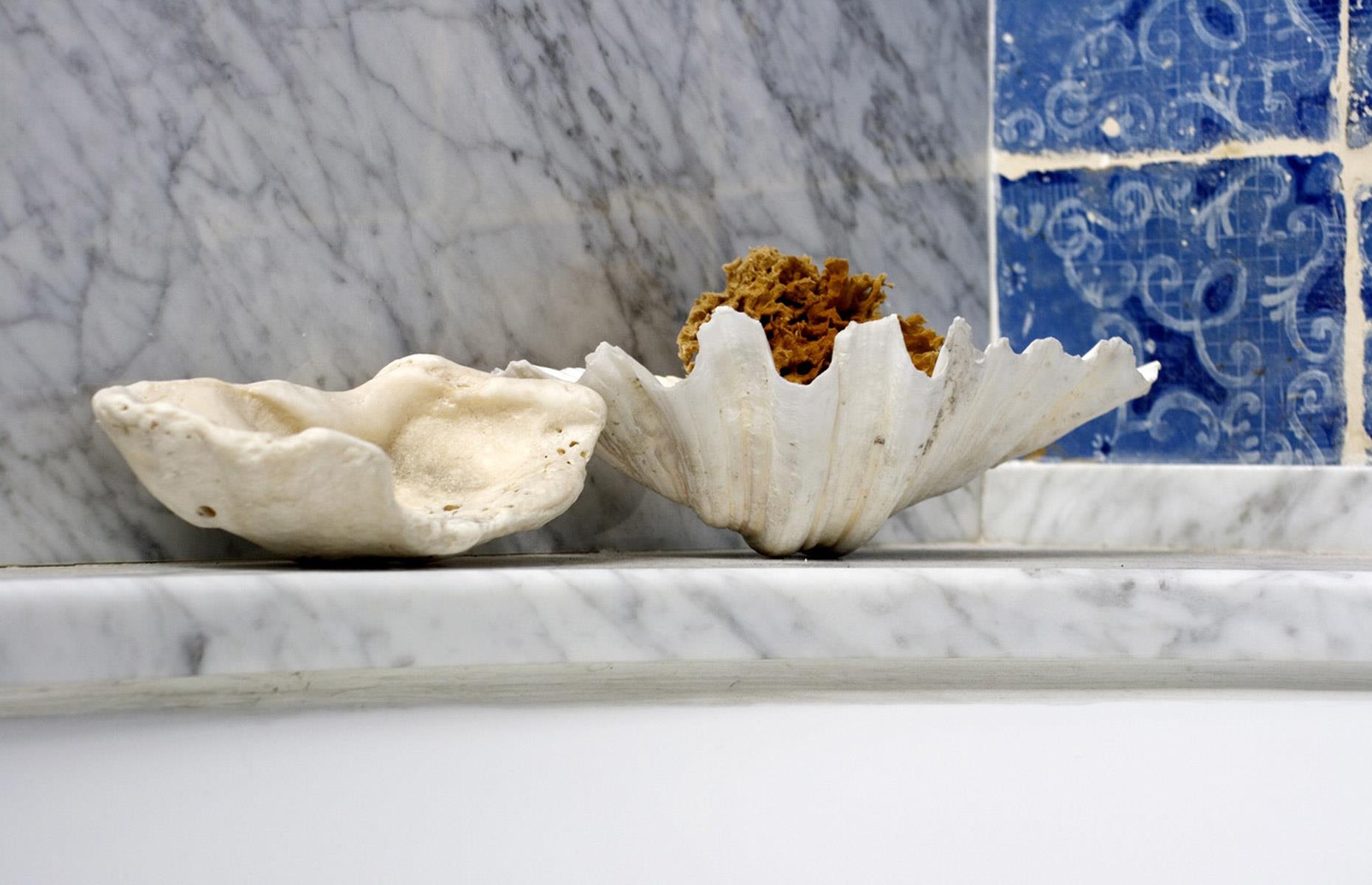 Collect sea shells
