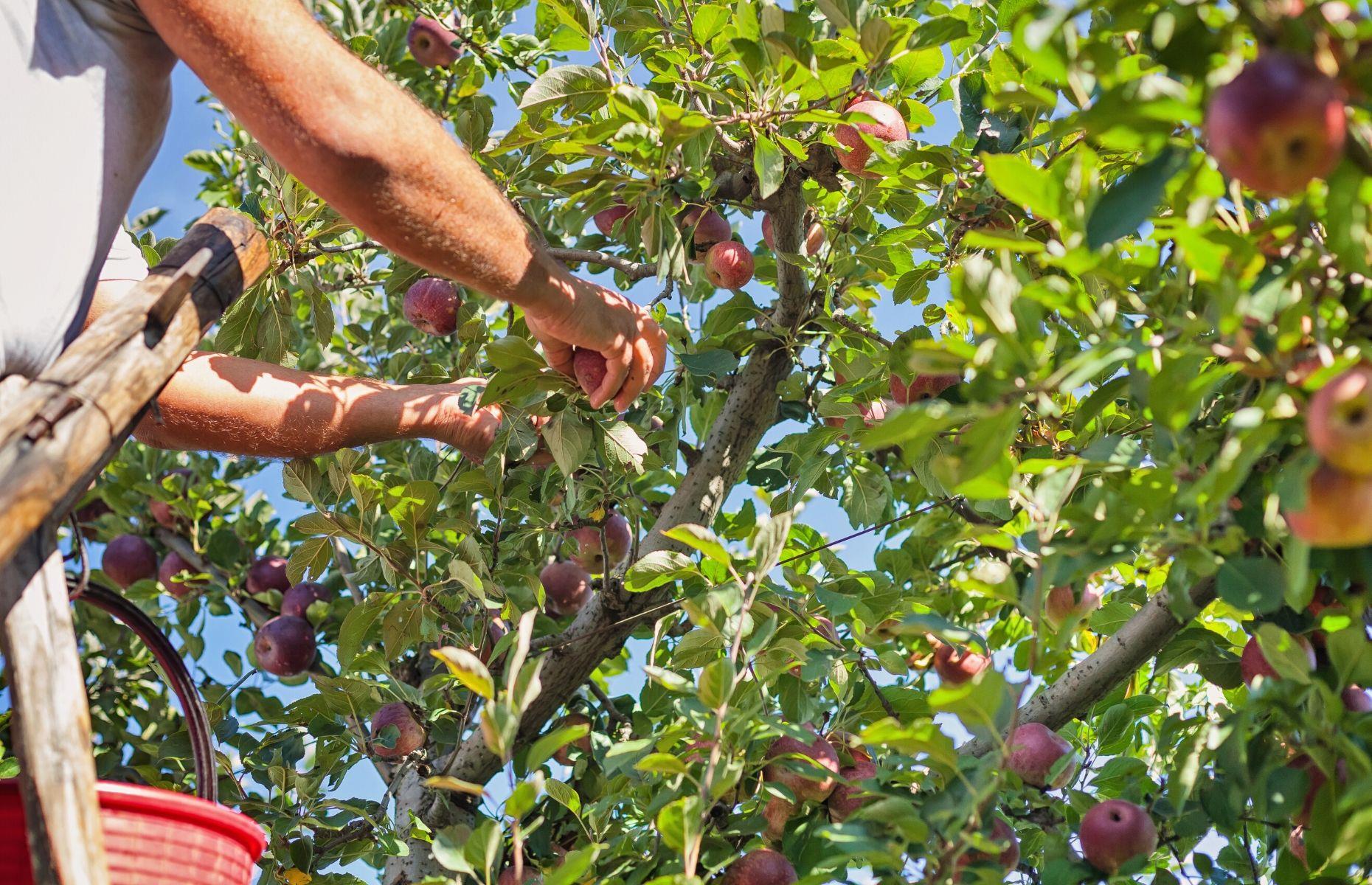 Thin your fruit trees to boost your crop