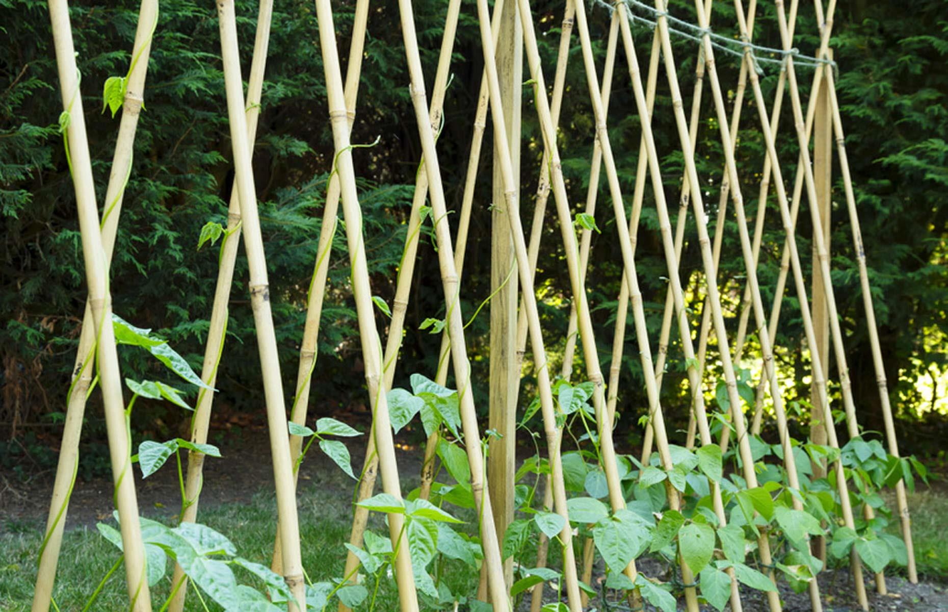 Dig a runner bean trench