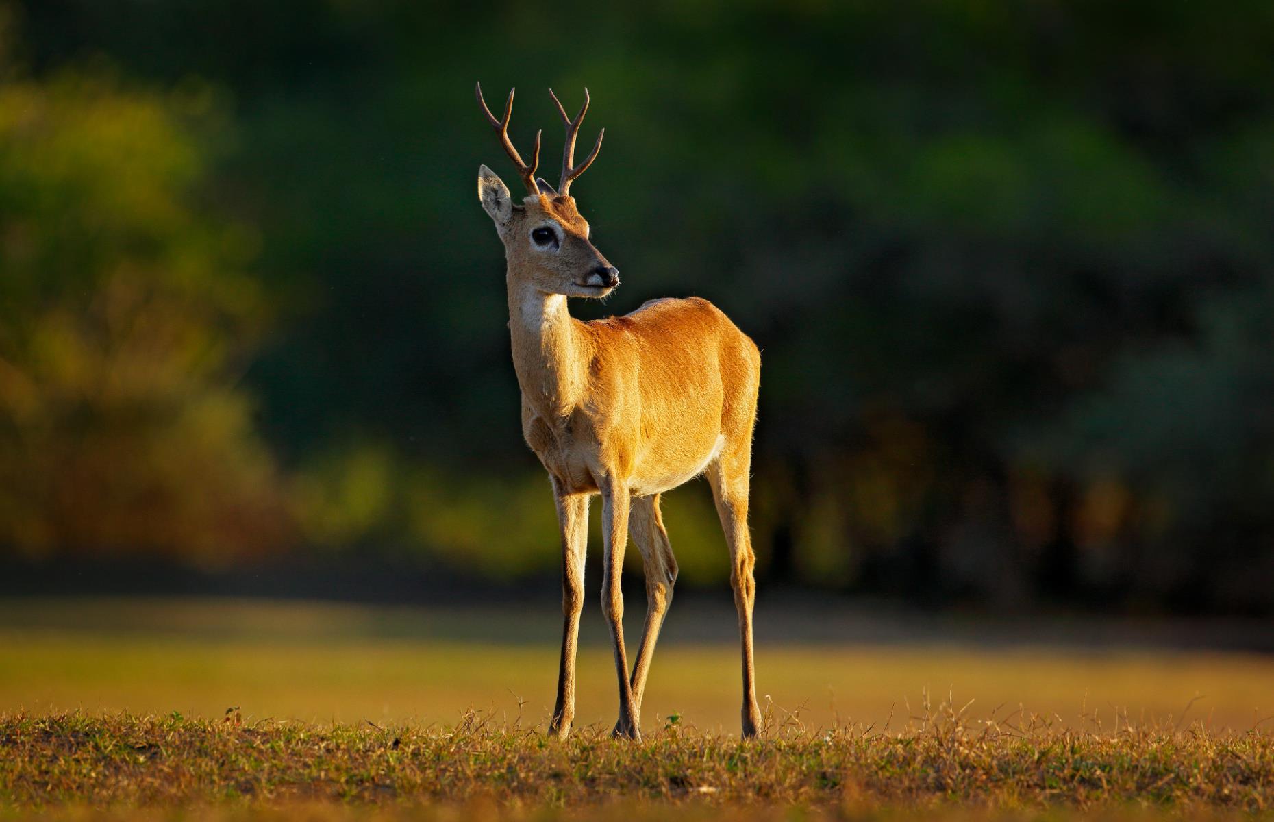 South Carolina: Deer and hog carcass donation exemption