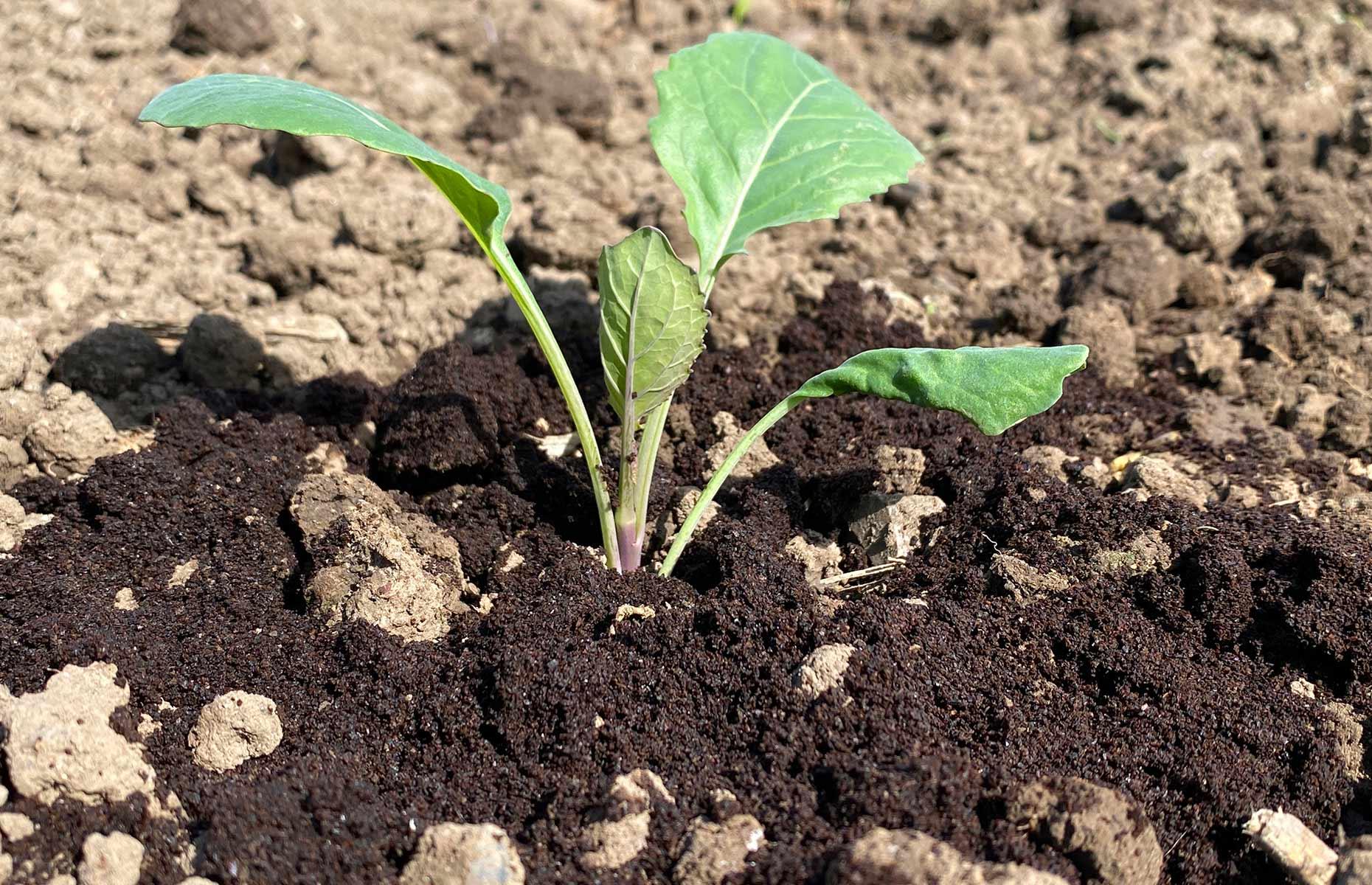 Control garden pests 