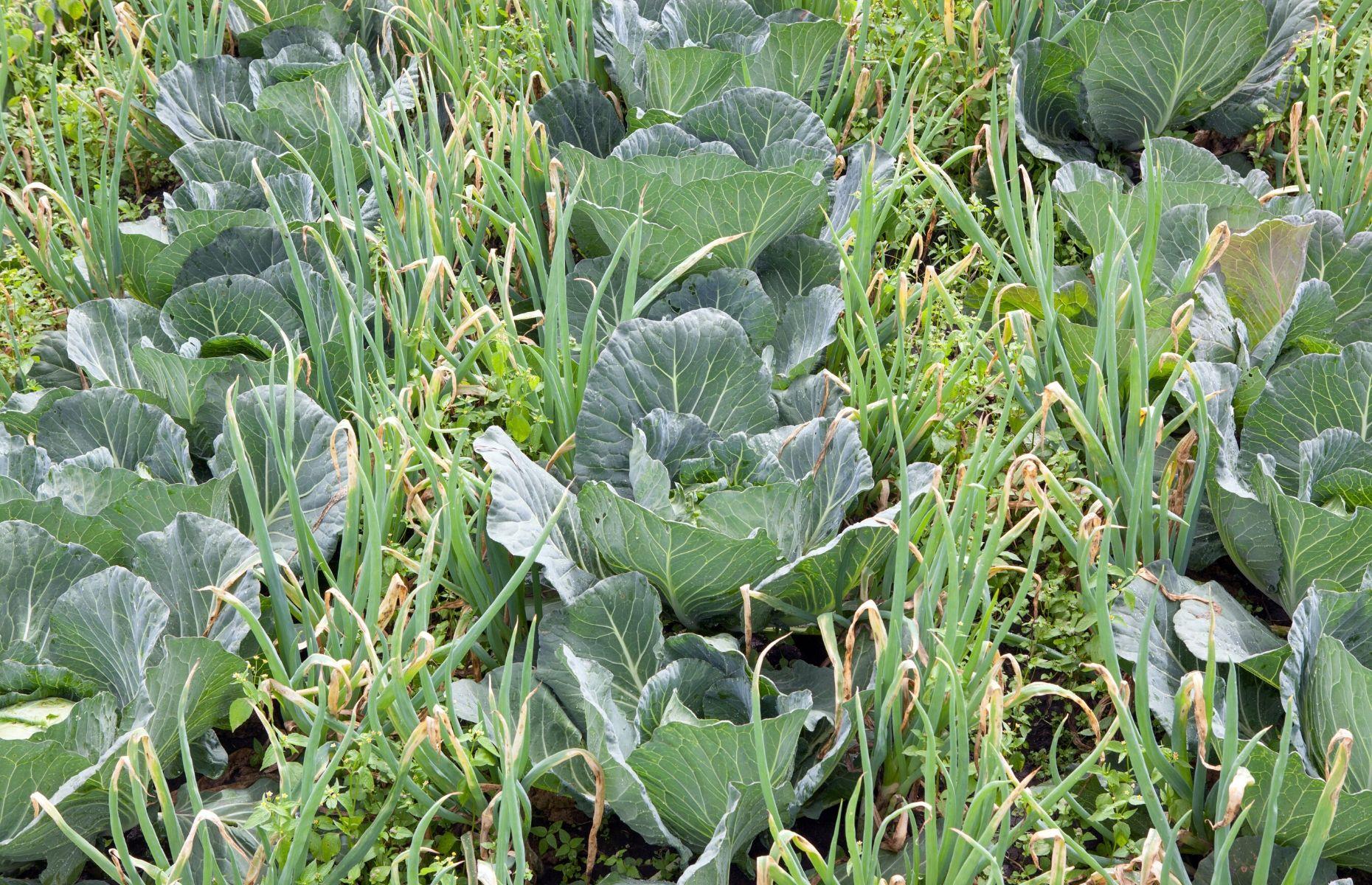 The importance of plant companionship