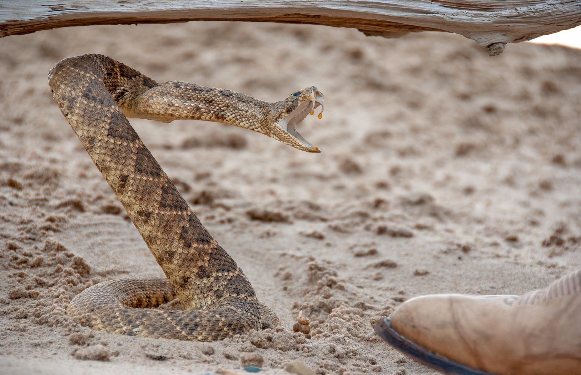 How to get rid of snakes legally