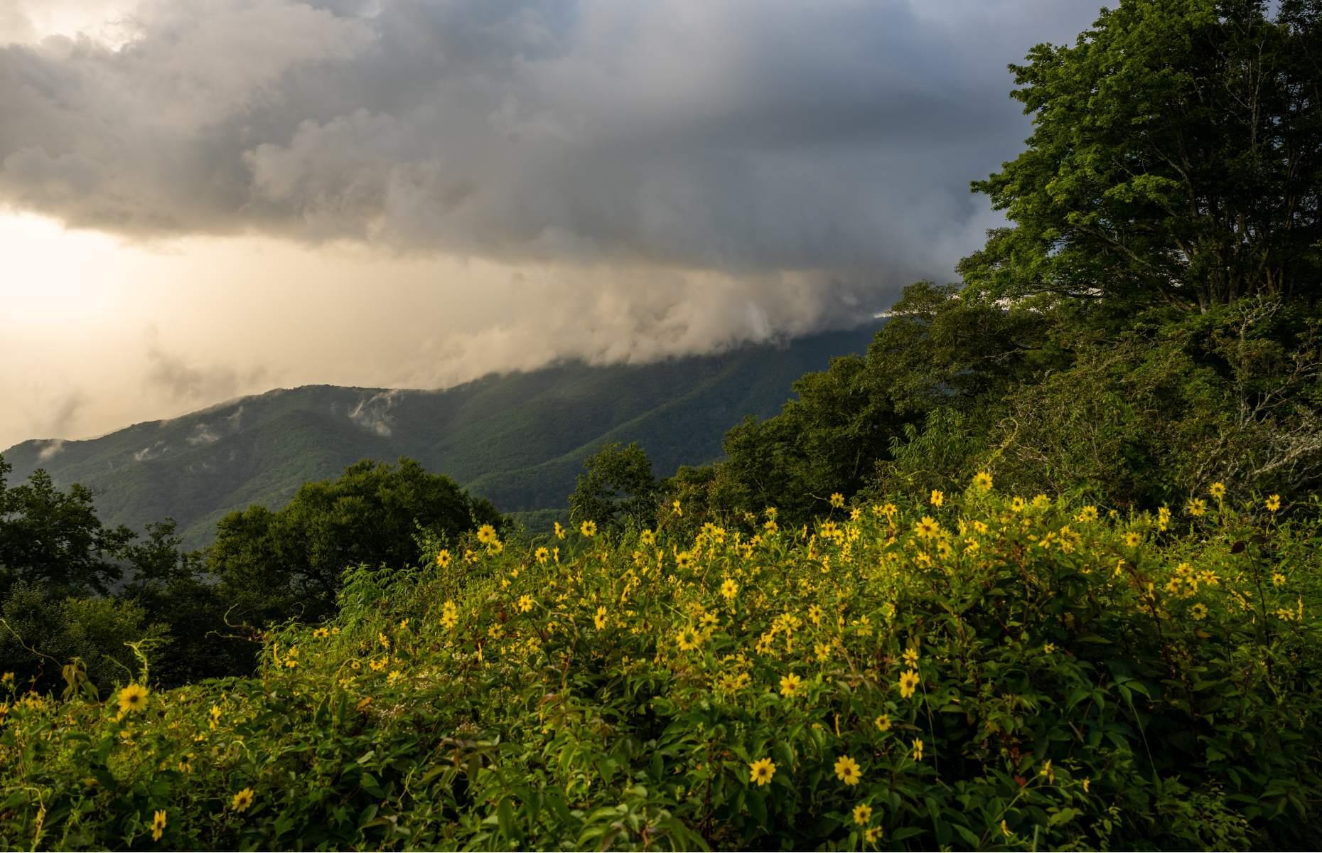 It’s been called the ‘Wildflower National Park’