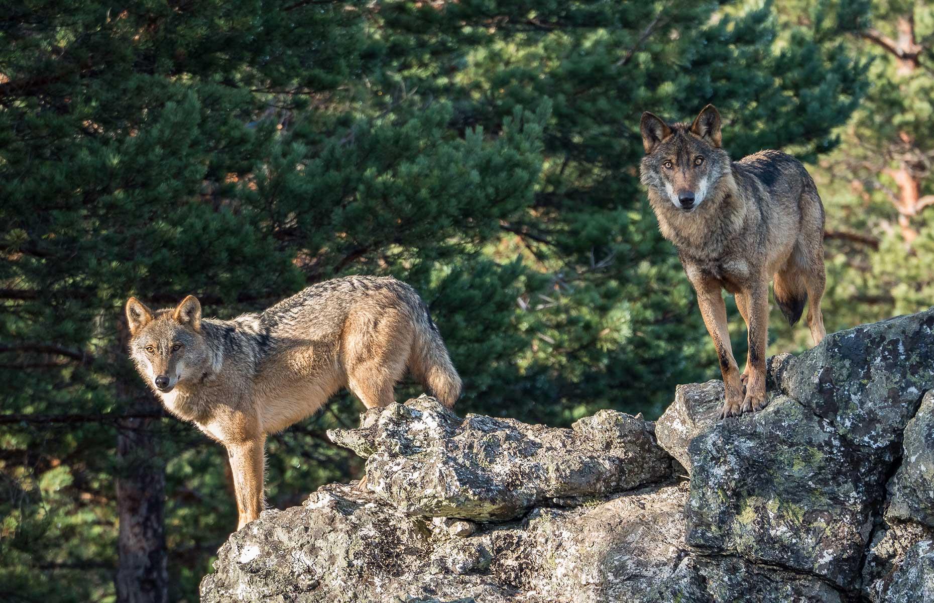 Great news for wolves, bears and eagles populations