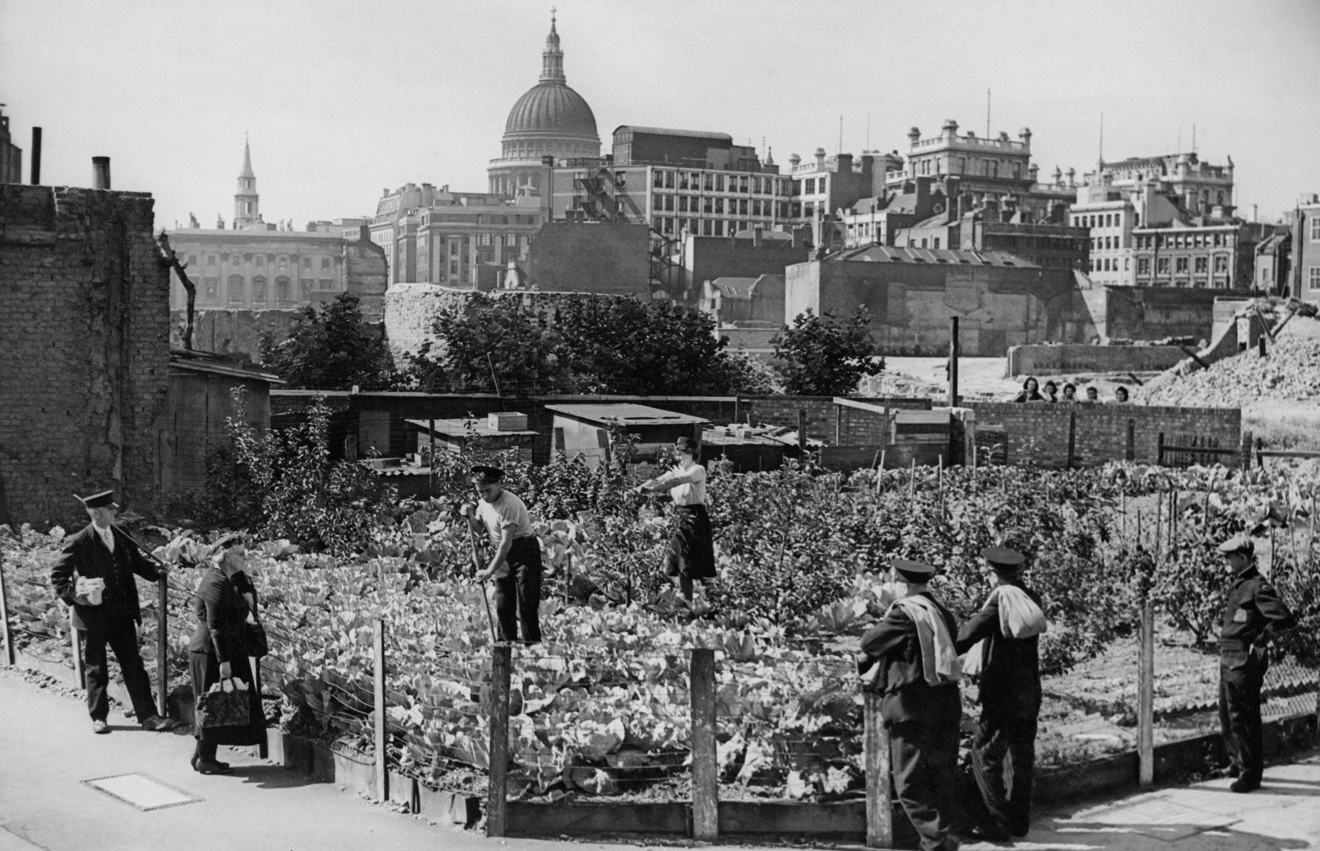 Victory gardens