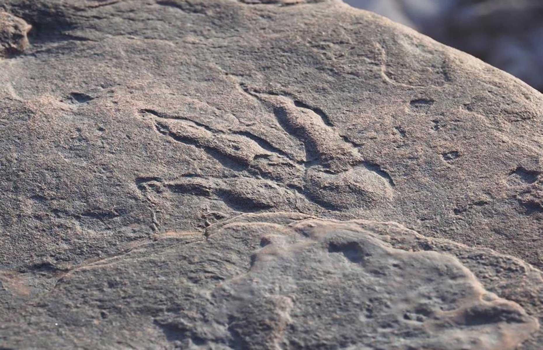 Dinosaur footprint, Bendricks Bay, Wales, UK